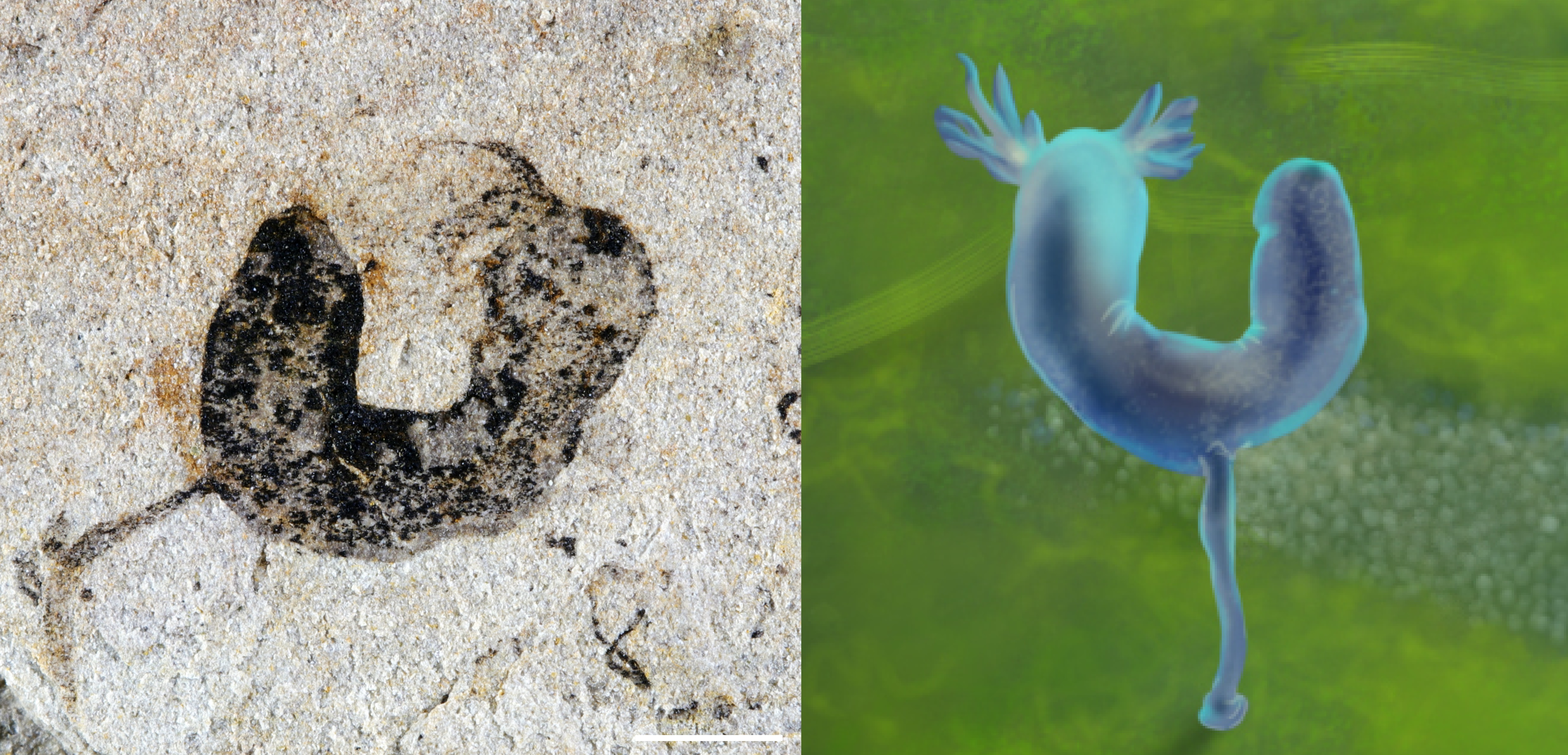 云南昆明以南，抚仙湖畔，科学家从岩层里挖出了一大批小黑点。每个只有1到2厘米，黑