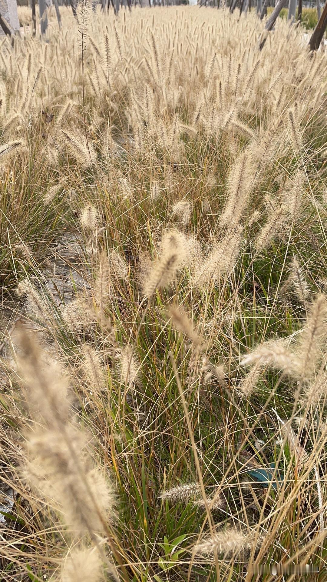 感觉马桶坐便这种卫生间的用品，是女性发明的专利！
女人坐在上面，大小都处理了，坐