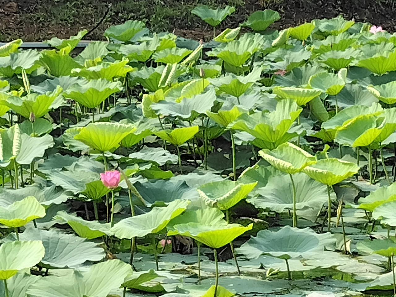 极致的资本主义：沃尔玛首席执行官的薪酬是工人的900倍。沃尔玛向工人支付低薪的历