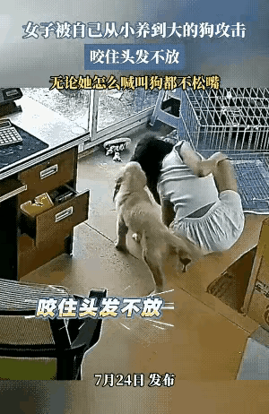 一手带大的宠物狗，女子给狗狗打扫卫生，带出笼子的狗狗，突然咬着主人头发不放，这狗