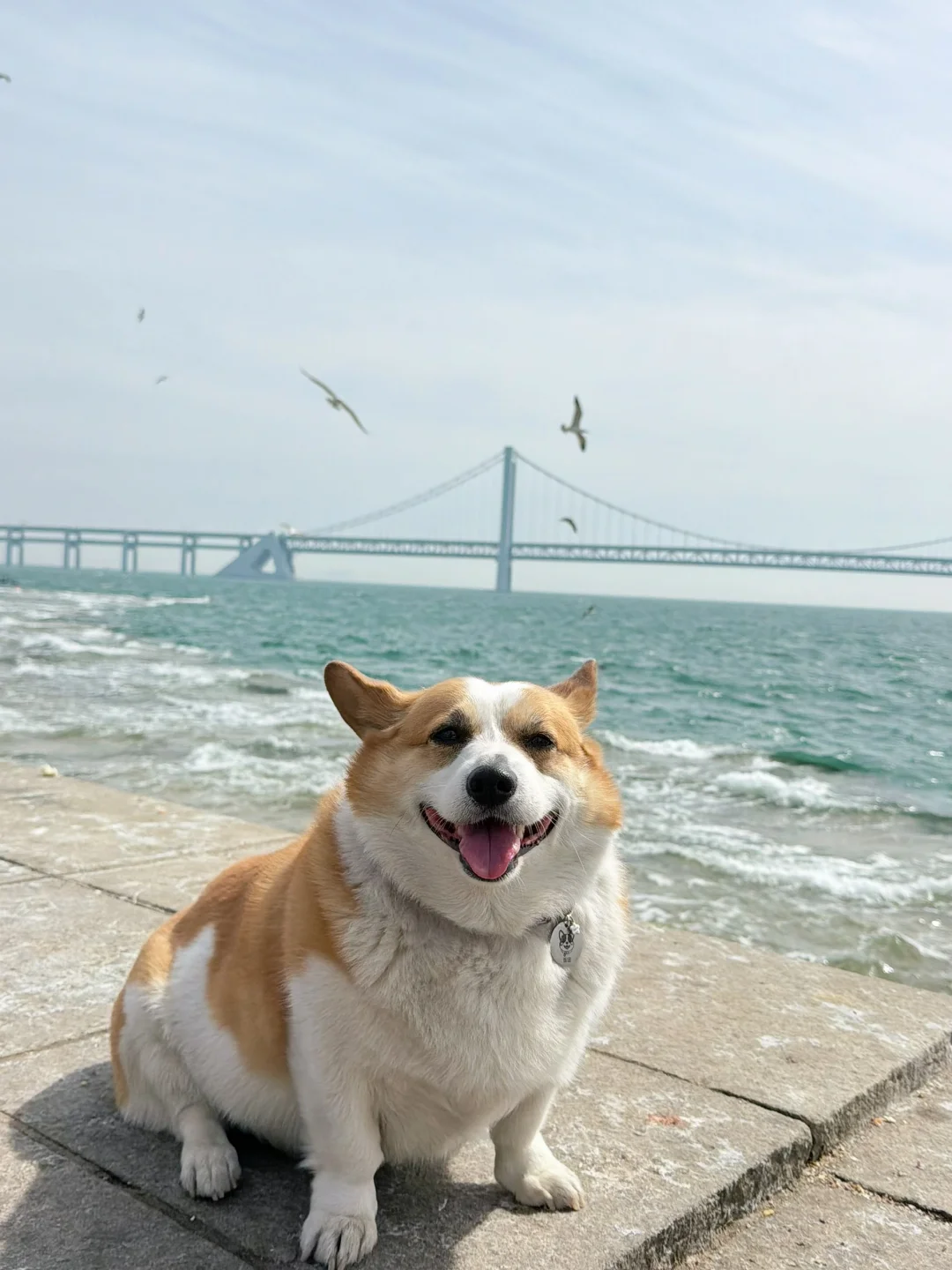 小狗的足迹在星海广场