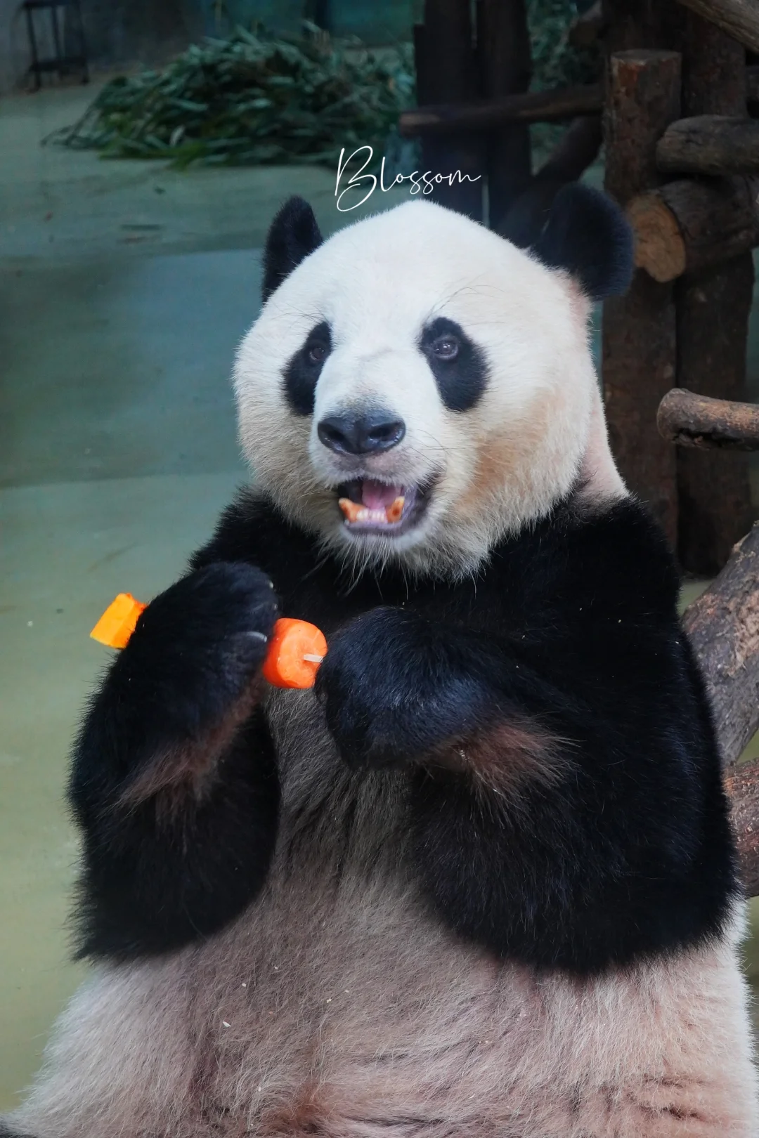 240823 无敌小可爱馒头哥哥成迎迎16岁了✨