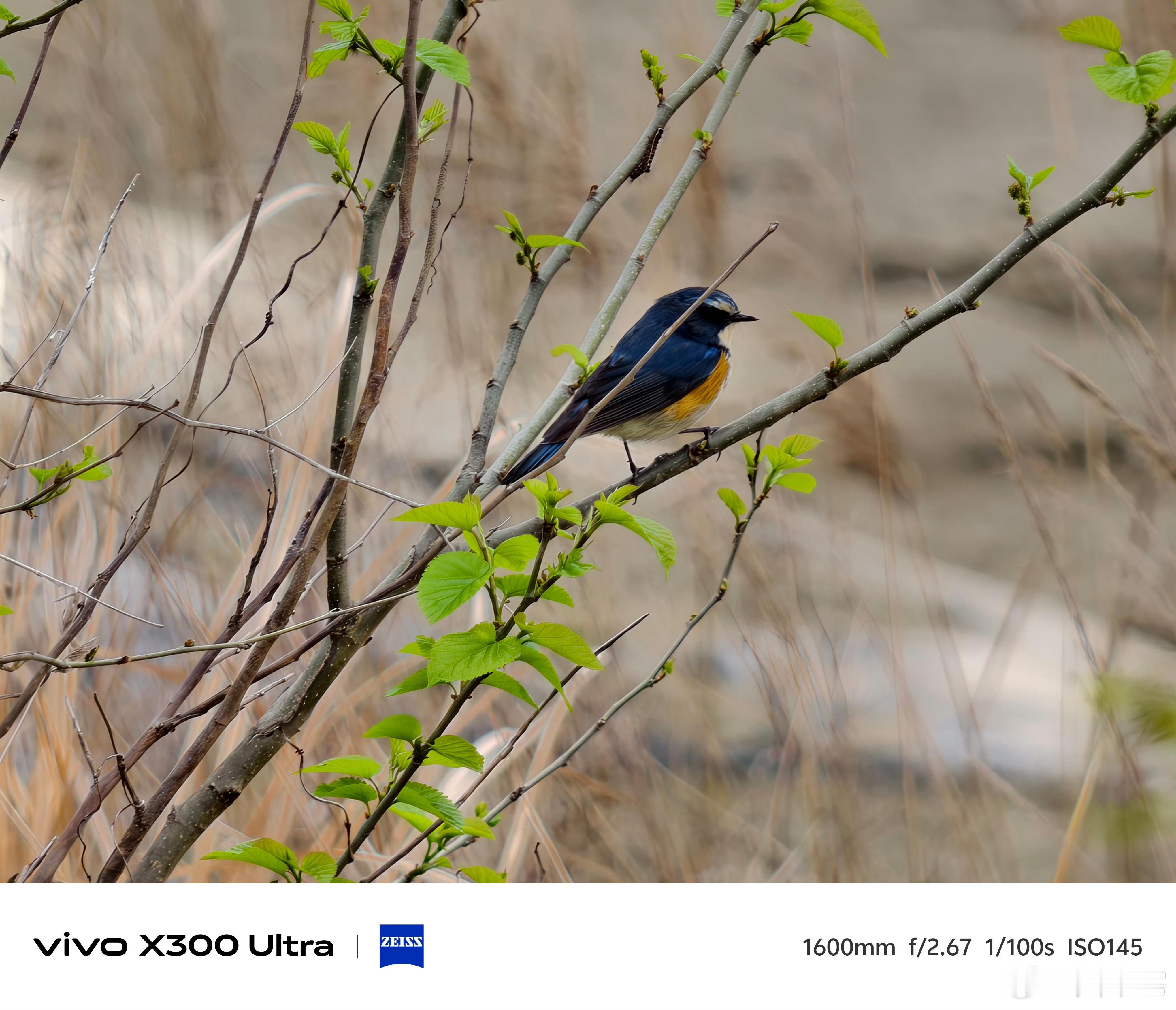 vivo长焦下的鸟类图鉴拍出来的效果还真不错，感觉可以入手一台。 