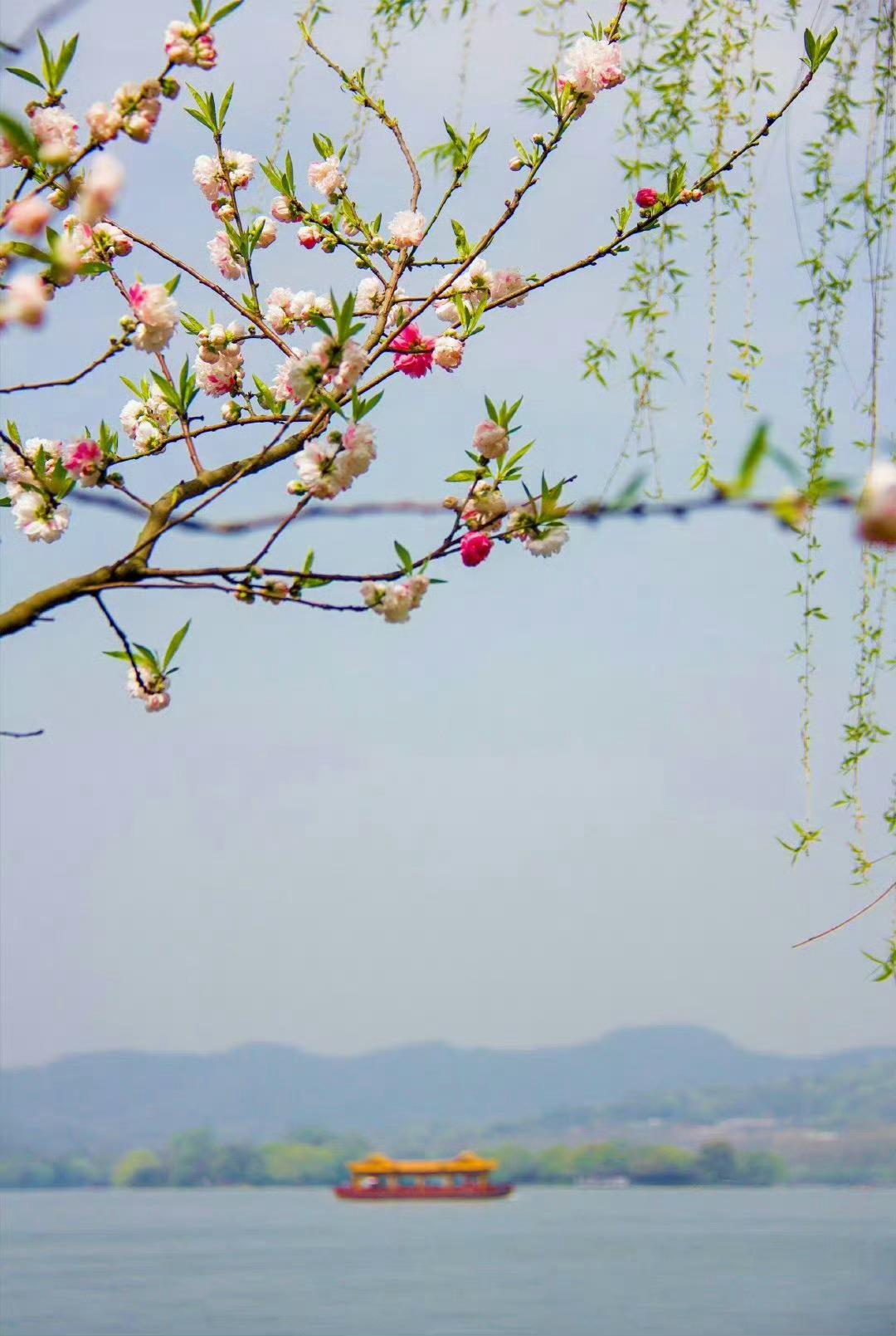 “  杨柳风轻日永，桃花浪暖鱼肥 …  ”  