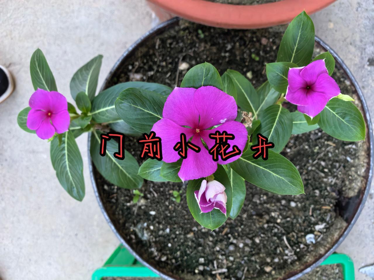 门前小花开