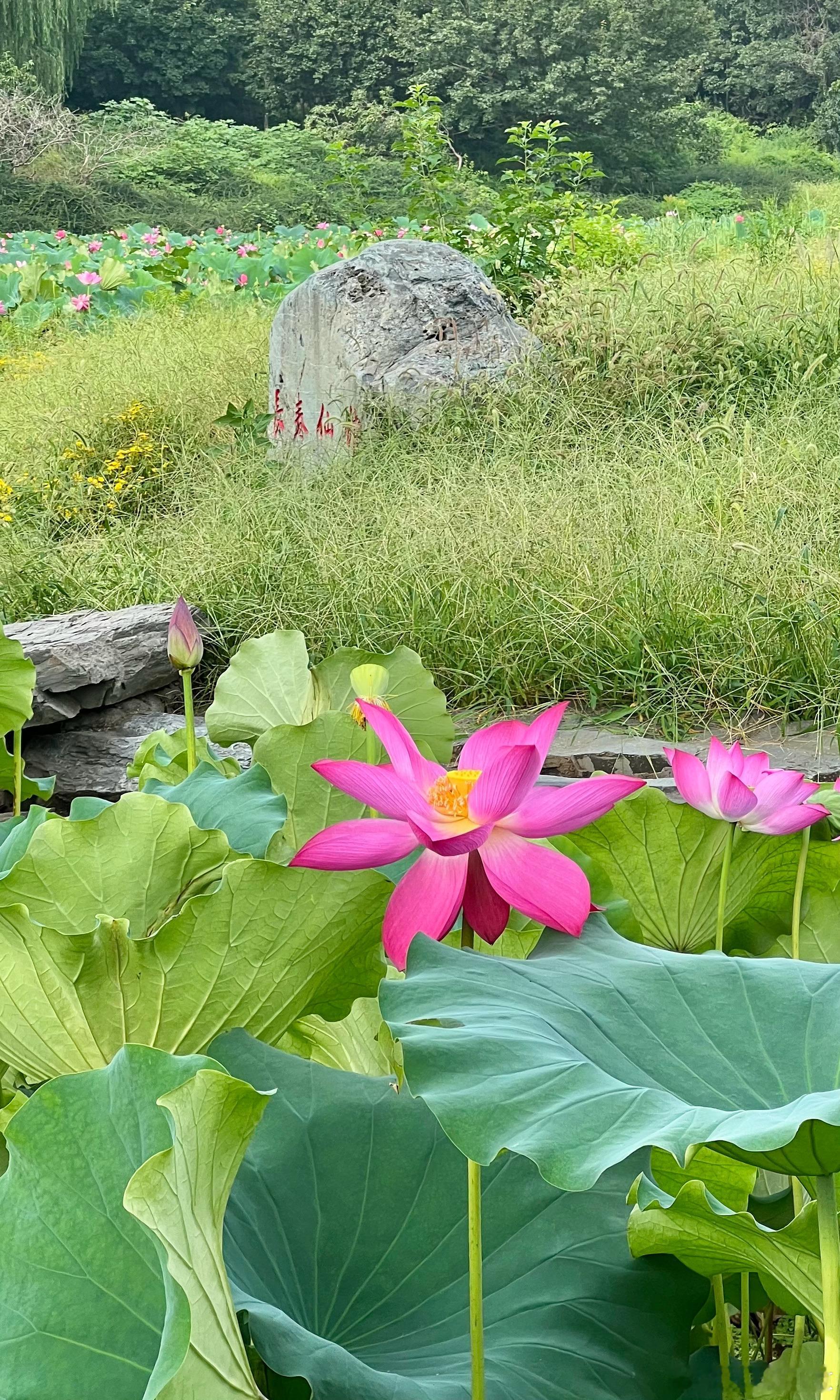 北京圆明园遗址公园 长春仙馆 荷花盛开摄影​​​