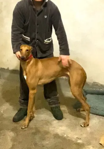 黄公子