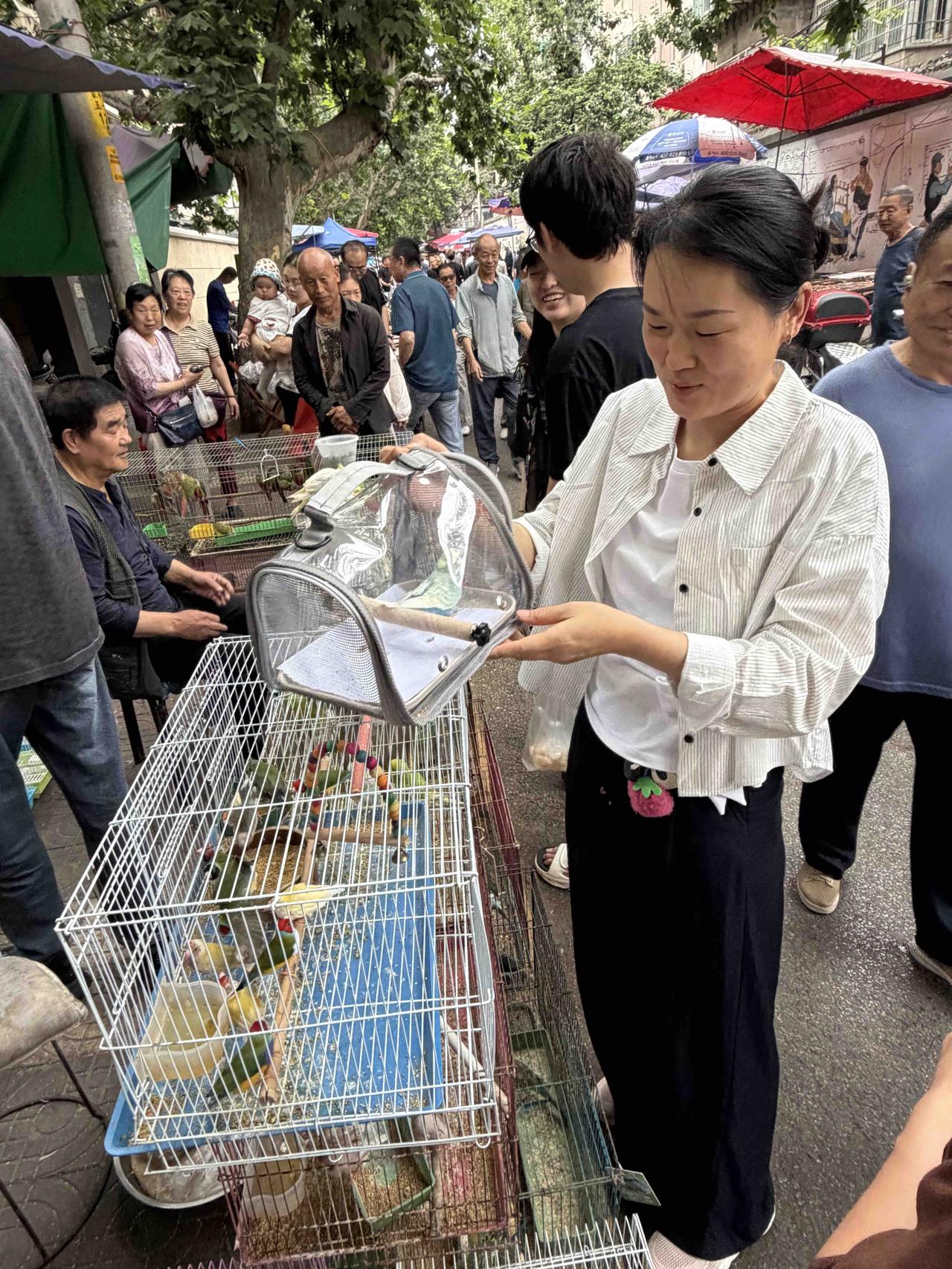今天上午，我逛西仓档子，走到西仓西巷时，看到一位美女，欲把塑料包里的一只漂亮鹦鹉