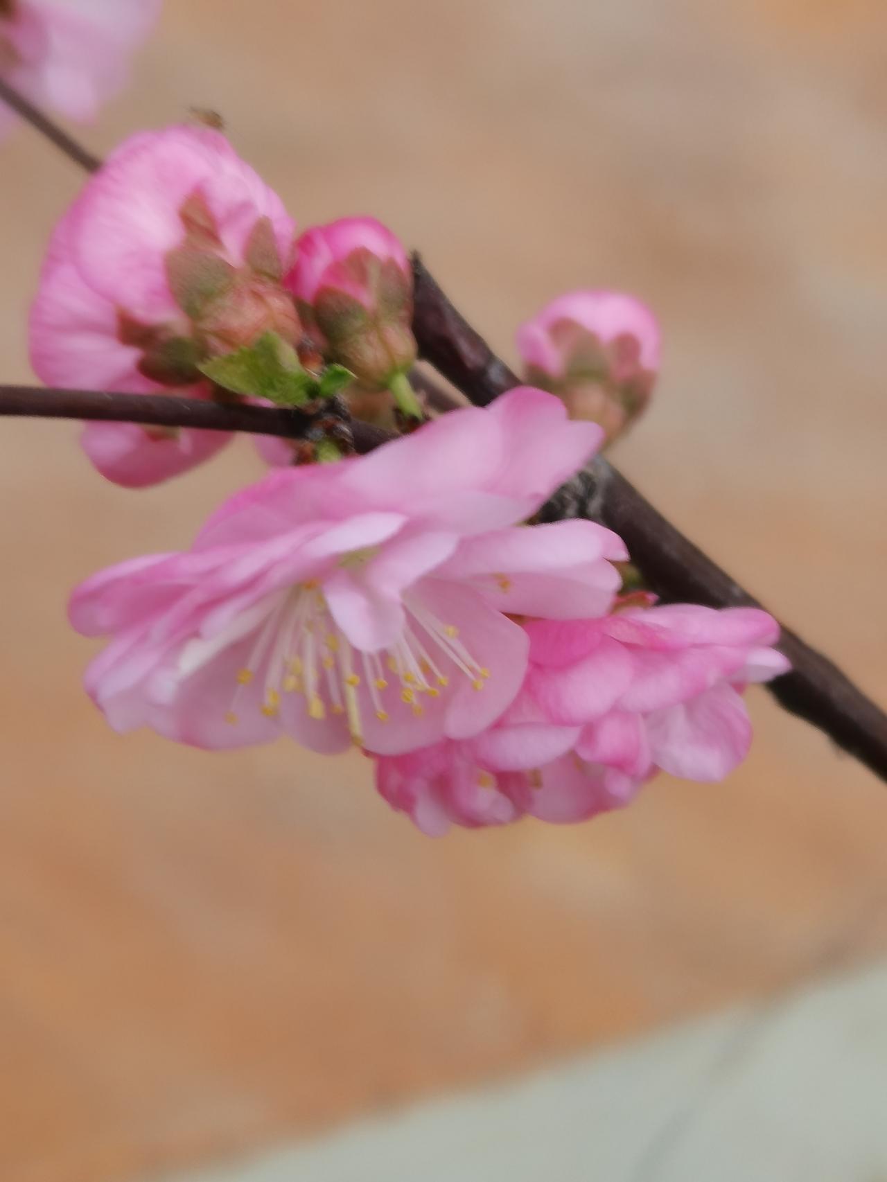 上联：日日开开心心，诚邀下联…天天安安稳稳