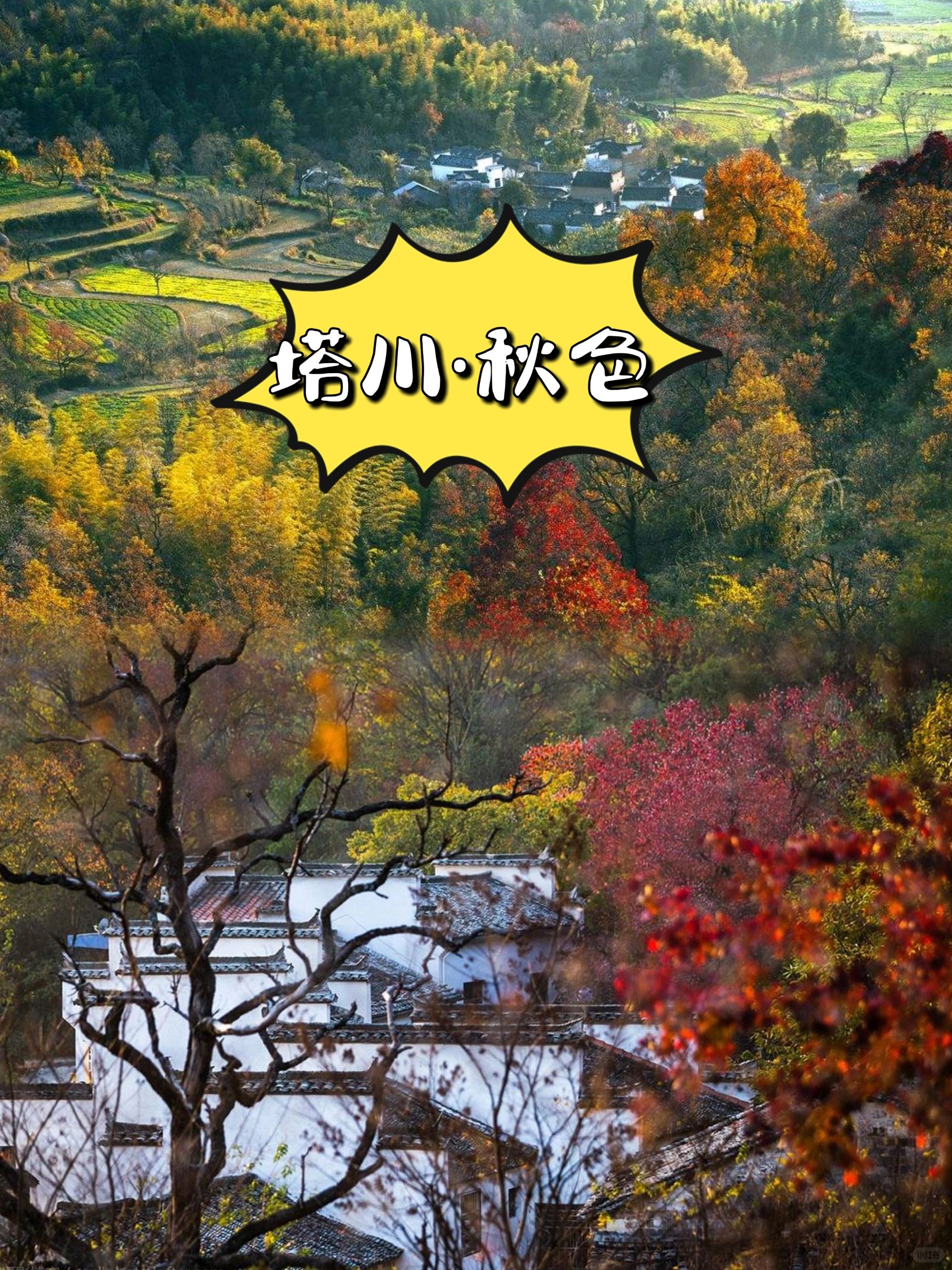 走，塔川已入最佳观赏时间🍁🍁