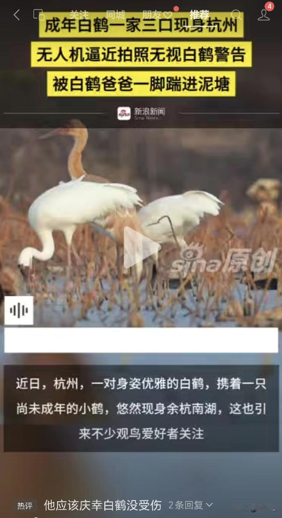 无人机追鹤反被“反杀”：杭州南湖上演鸟类版“正当防卫”！网友：他应该庆幸白鹤没受