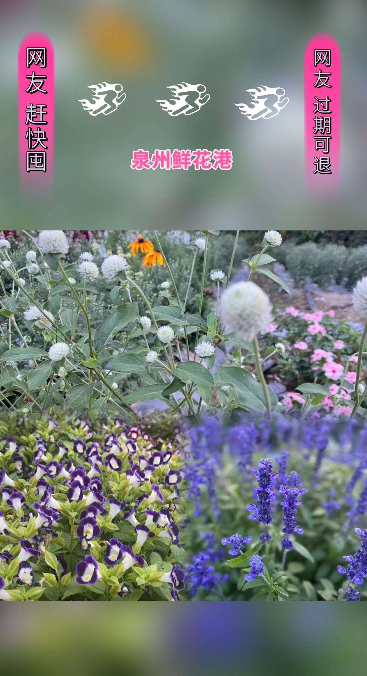 #旅行推荐官 #花海遇见你 #赏花来这里 #带你看风景 #好看的花一定要分享给你