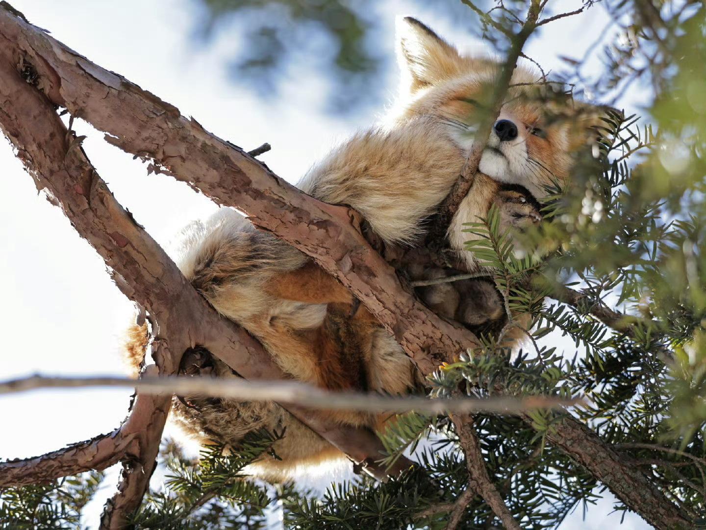 碳烤面包🥯🦊[憧憬] 