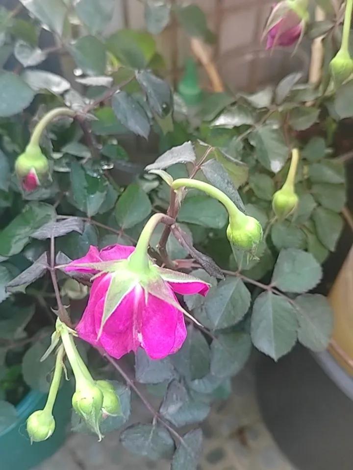 什么情况，一天没浇水就这样啦？玫瑰要天天浇水吗？救解