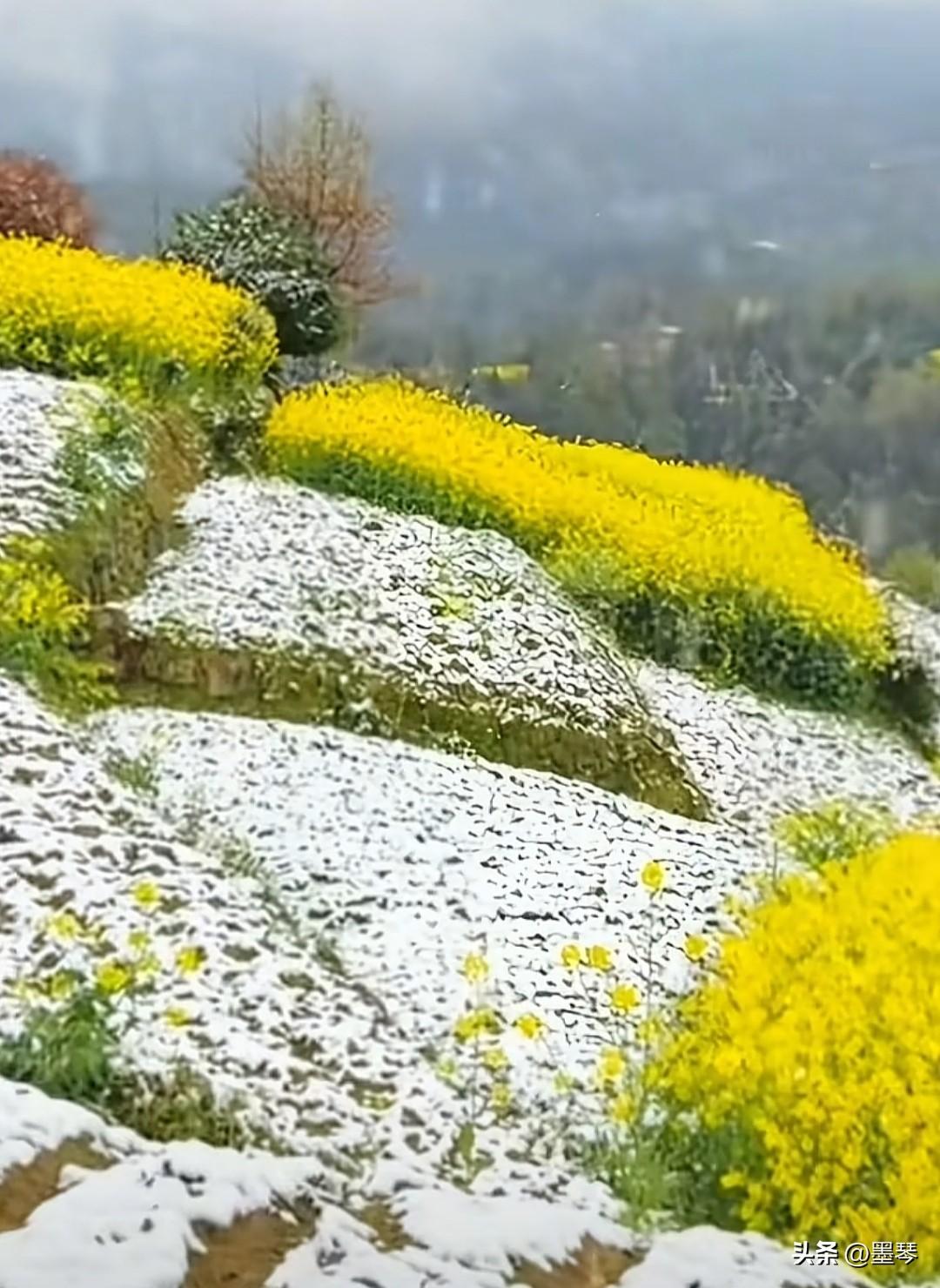 沁园春·倒春寒

墨琴

 
宿雪壅畴，嫩蕊铺金，雾锁翠微。诱层峦叠垄，琼英缀野
