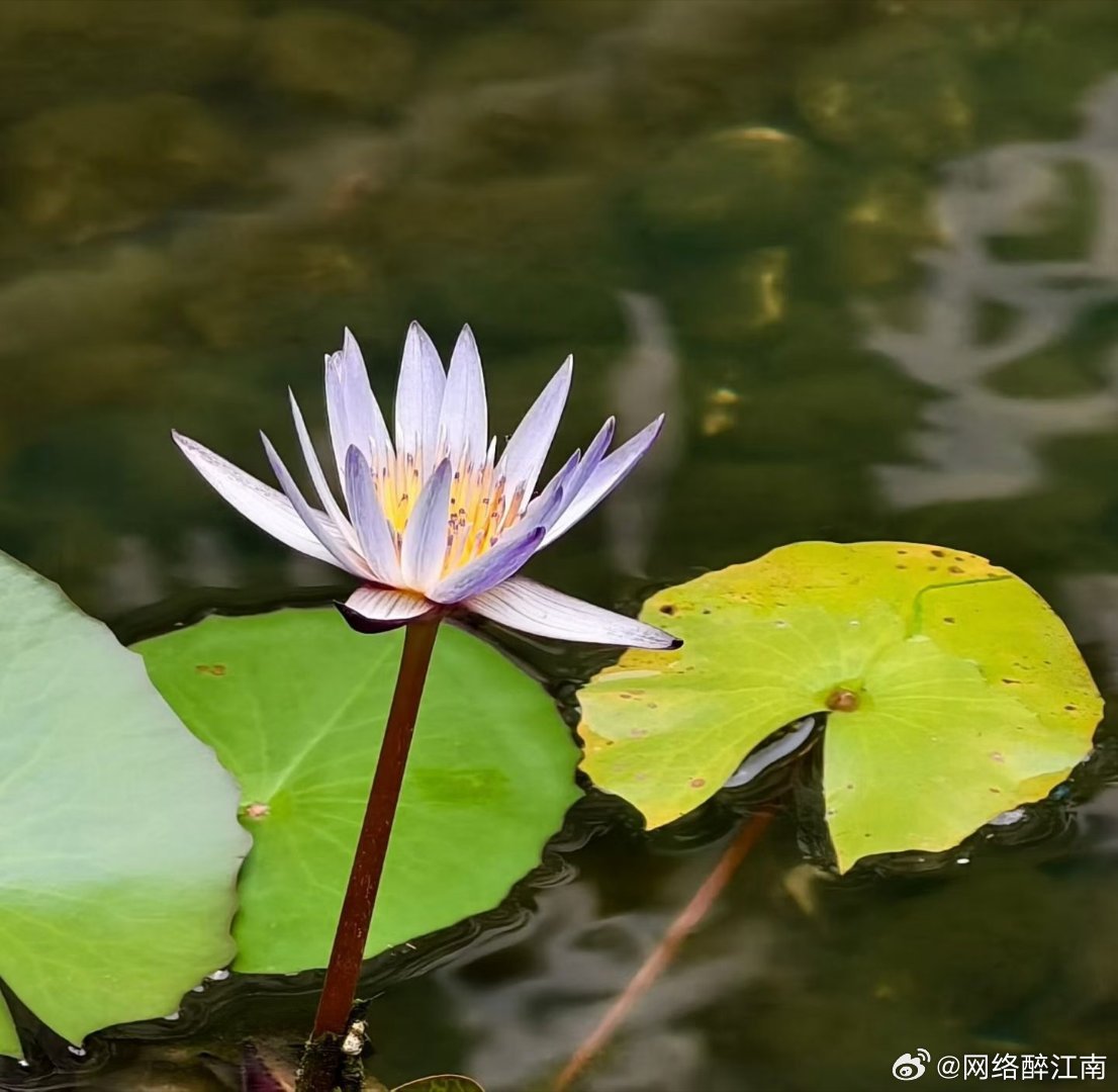 哲思呓语 任何时候一定要记得   千万不要在垃圾堆里证明自己，一定要把自己养的好