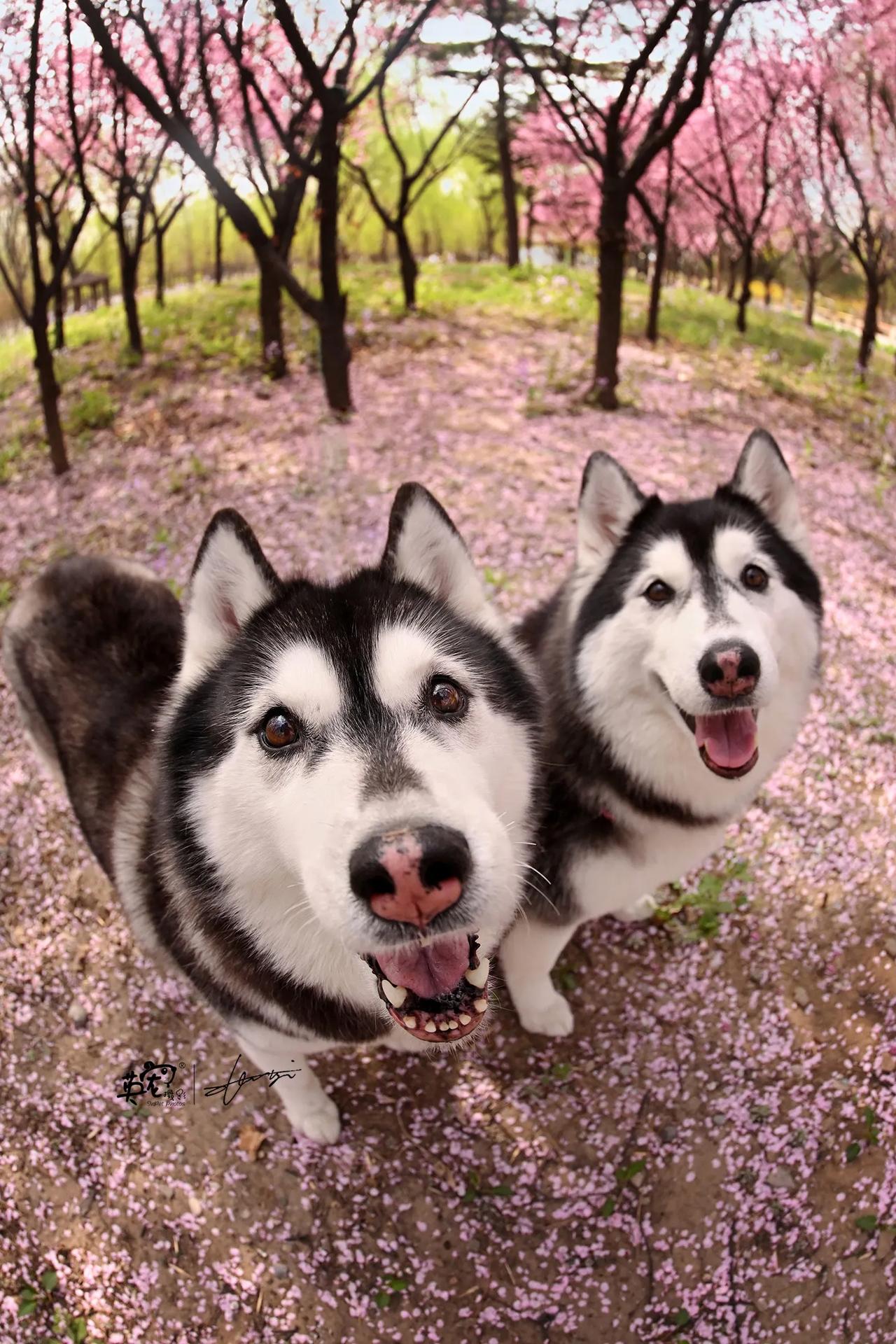 当你拥有了两只哈士奇
生活就变得特别欢乐
花季最后10天，还没带孩子拍吗？