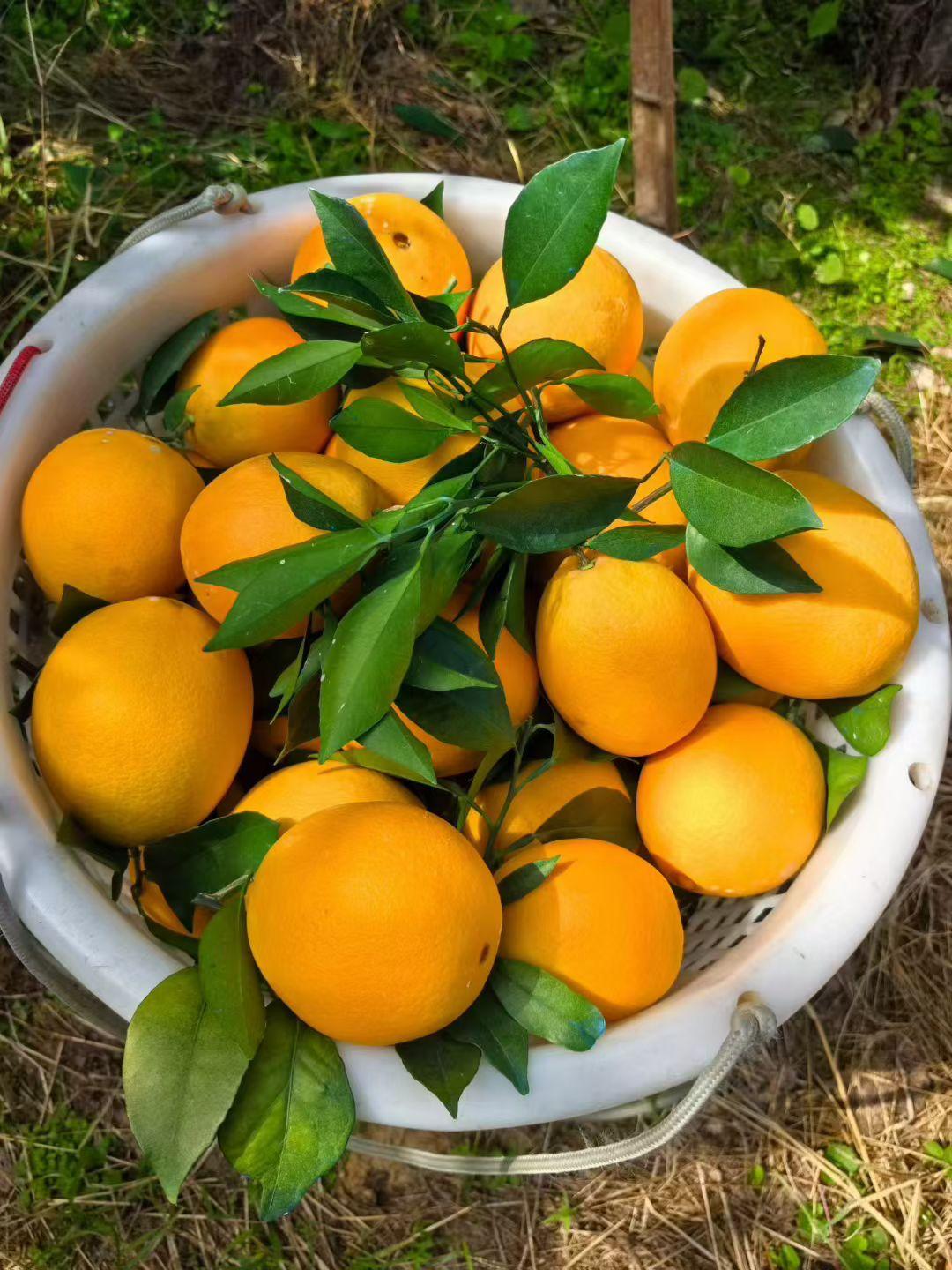 新鲜采摘的橙子，自然又美味！🍊🌿又到一年一度吃橙子的时候了请说出你认为最好吃