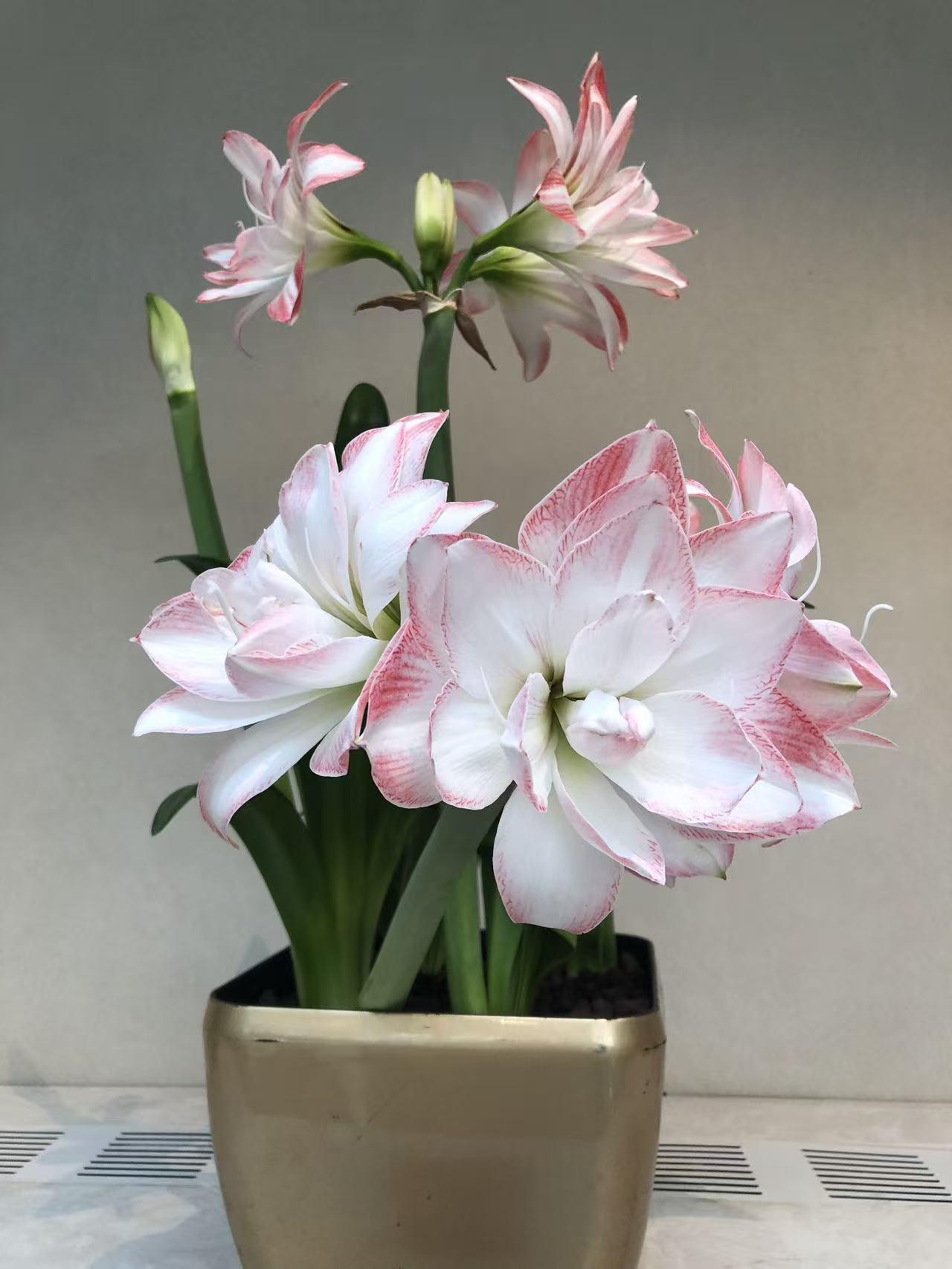 冬日生活打卡季北京中山公园花卉展