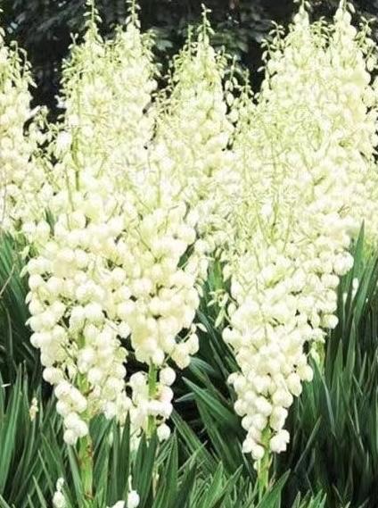 今天聊聊咱们身边熟悉的陌生植物“凤尾丝兰”,也叫菠萝花。
这个季节，无论是城市还