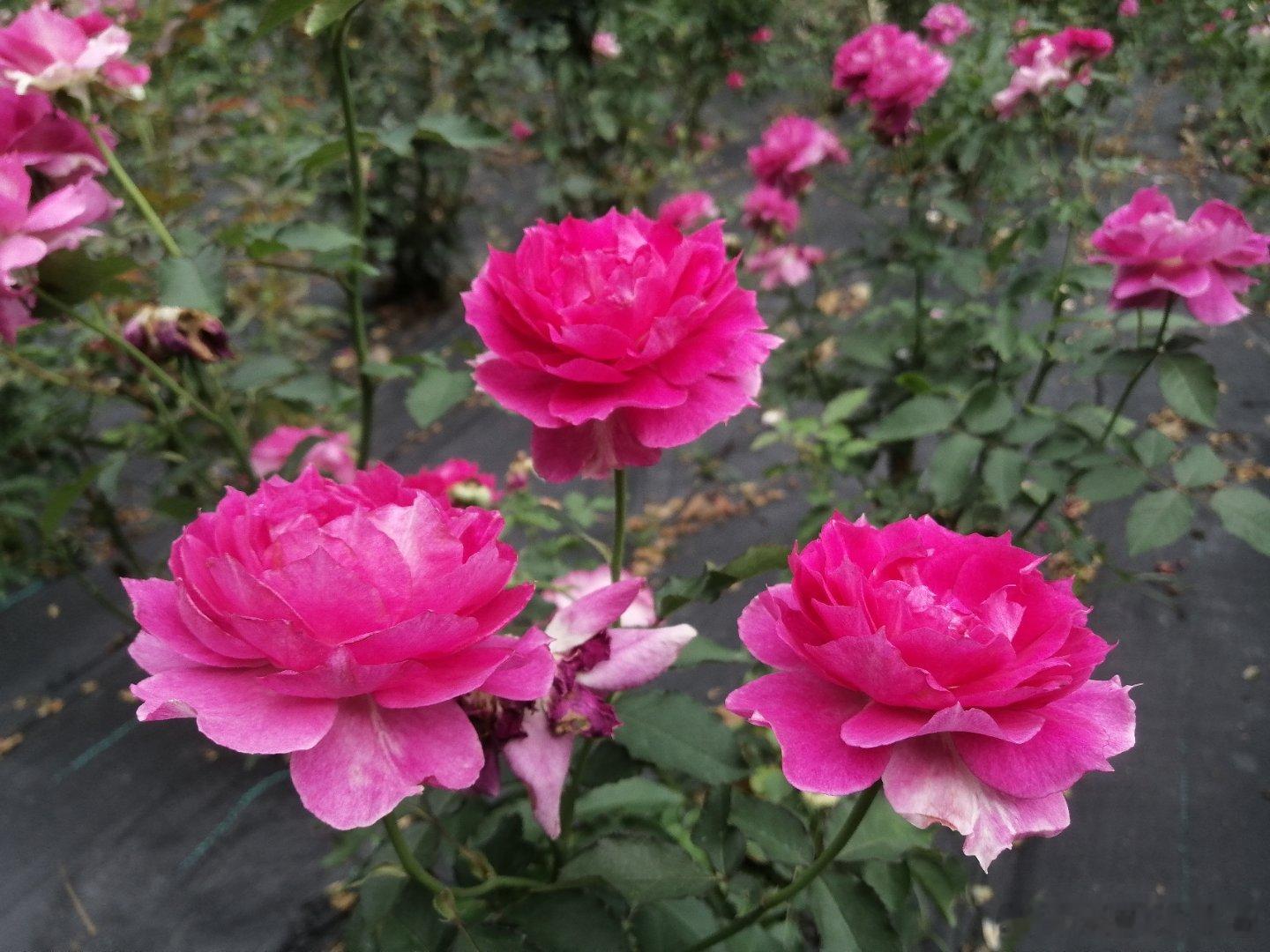 生活手记香花不红，红花不香，玫瑰花又红又香，哈哈哈哈哈哈，，满园春色真美好！ 