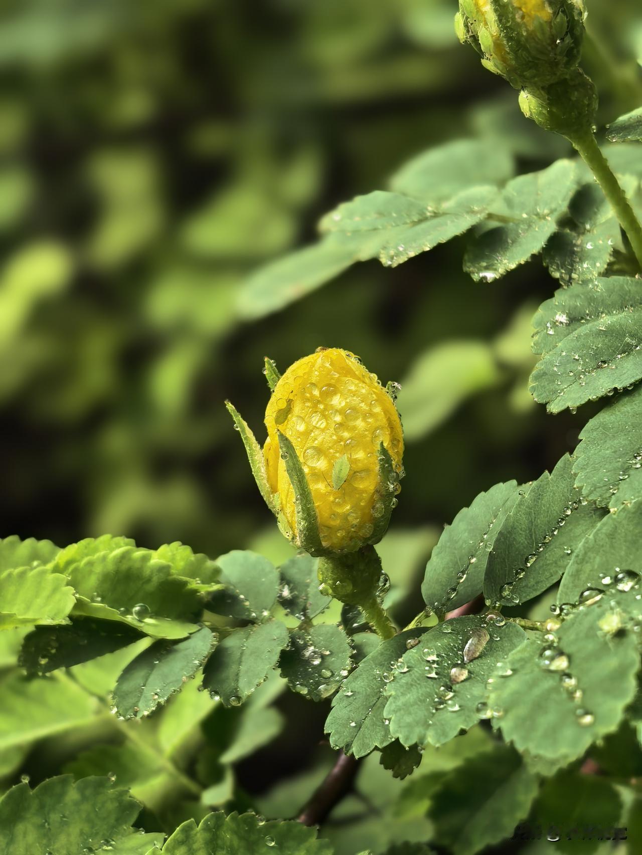 微雨落花的画面好浪漫🥰