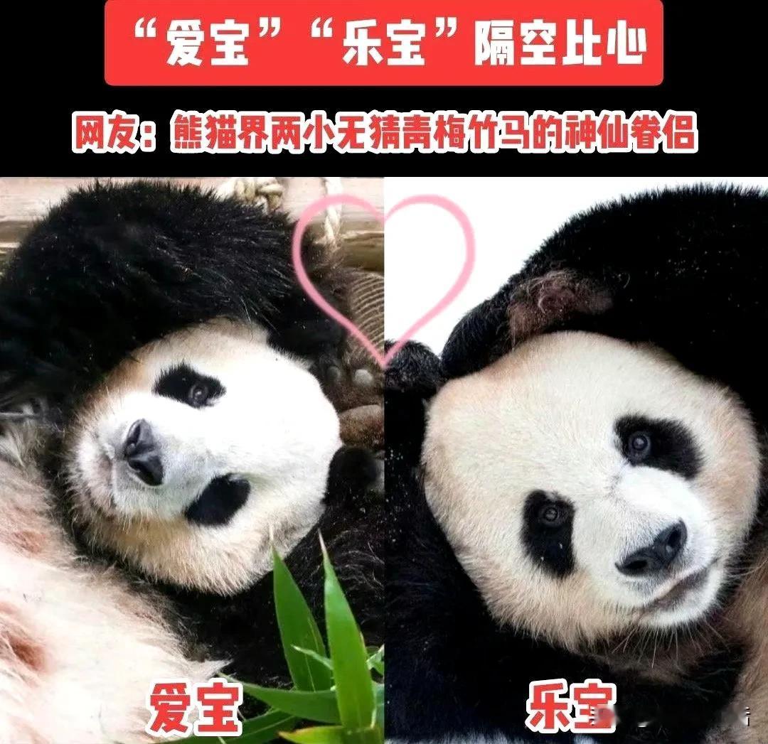 说他俩青梅竹马，这感觉其实有那么一点怪的，毕竟当初和爱宝青梅竹马的不是乐宝。

