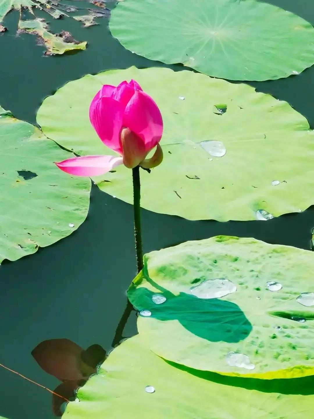 七绝：也题教师节
三人肩并有高低，
问道全凭万卷梯。
何用夸夸天下满，
灼鲜桃李