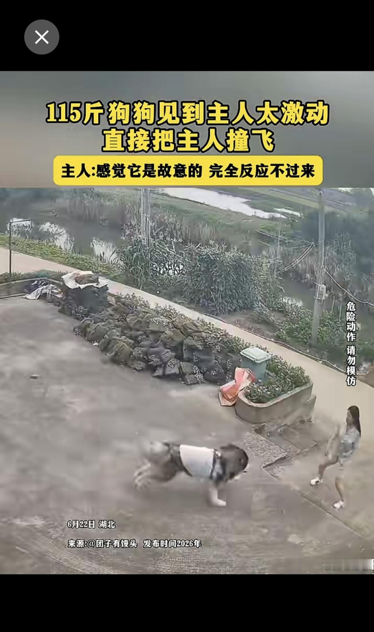 115斤狗狗见到主人太激动，直接把主人撞飞。主人:感觉它是故意的 完全反应不过来
