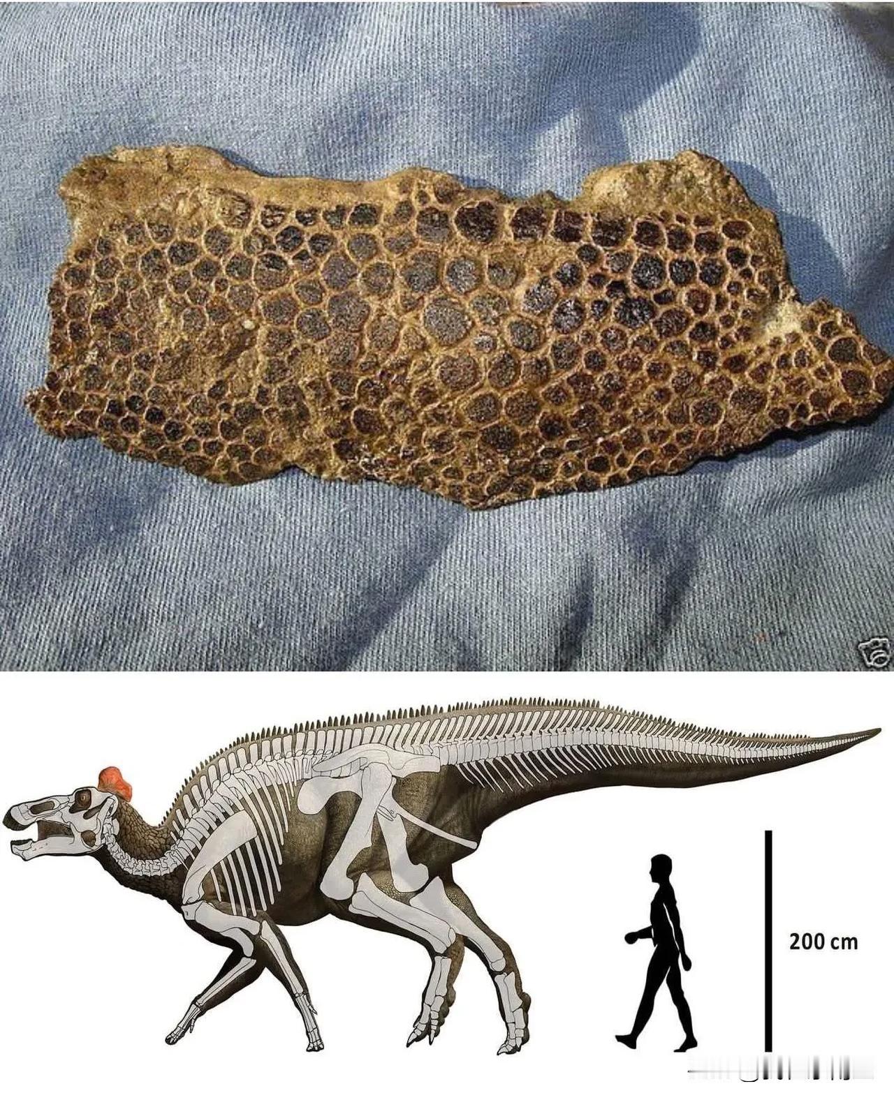 🦕🦕🦕

🦖🦖🦖

真正的恐龍皮膚化石。它屬於一種名為埃德蒙頓龍（E