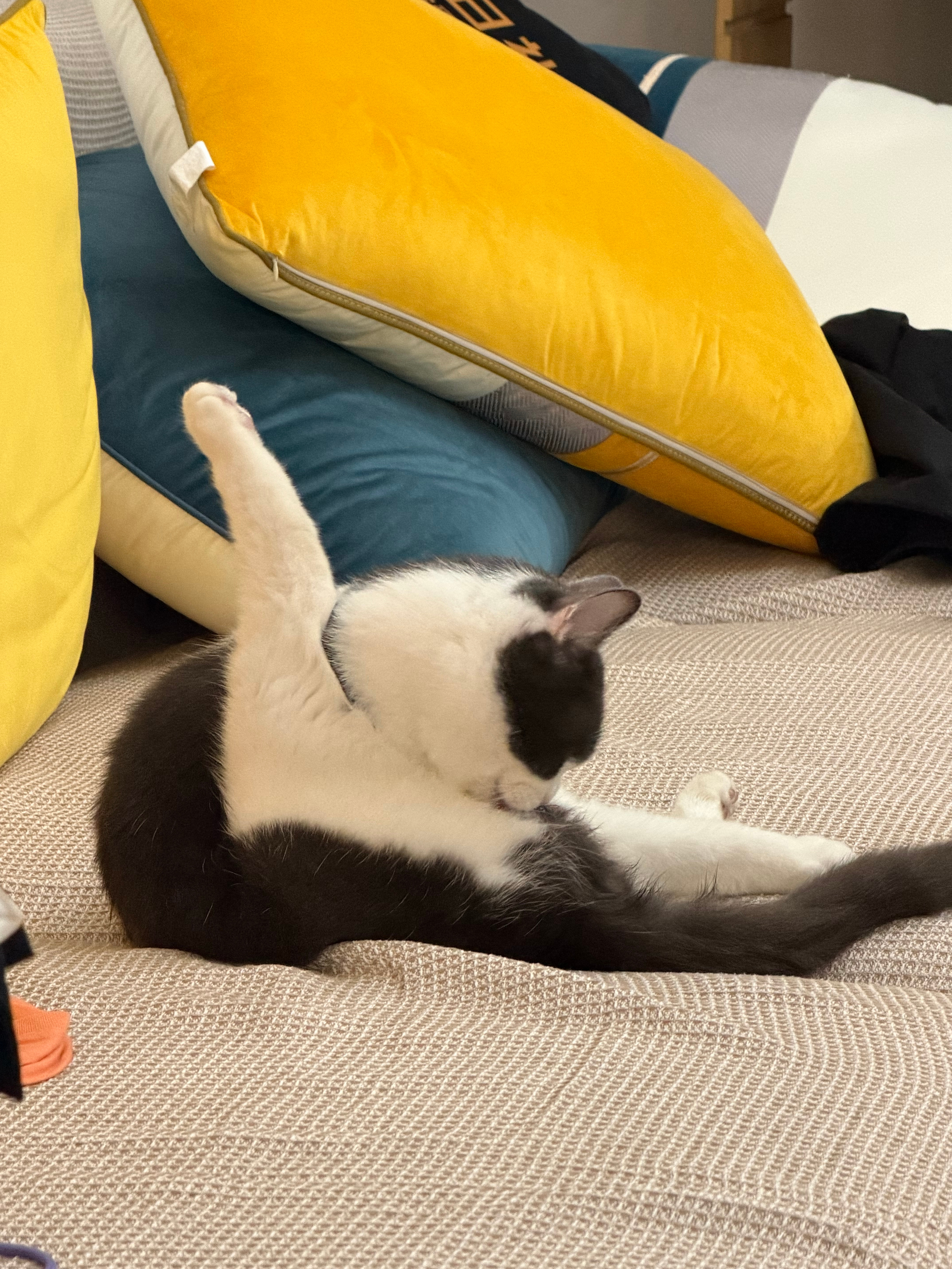 不敢对猫乱说话了掉毛掉的 我都想吃点化毛膏了 