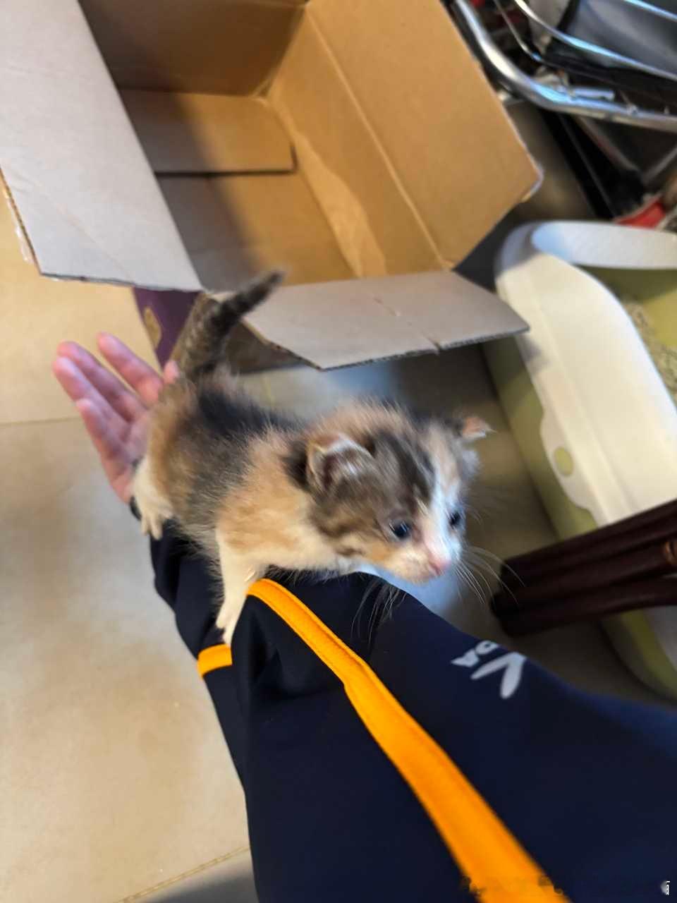 49819【丑猫】刚出生的小丑猫莓们能不能说一些养这种小小猫的注意事项和方法（p