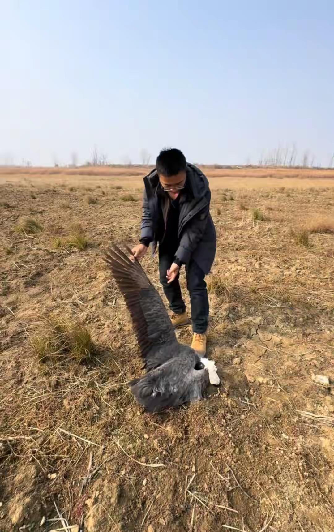 时隔40天鄱阳湖再现疑似毒鸟事件 志愿者称有国家一级保护鸟类死亡


1月18日