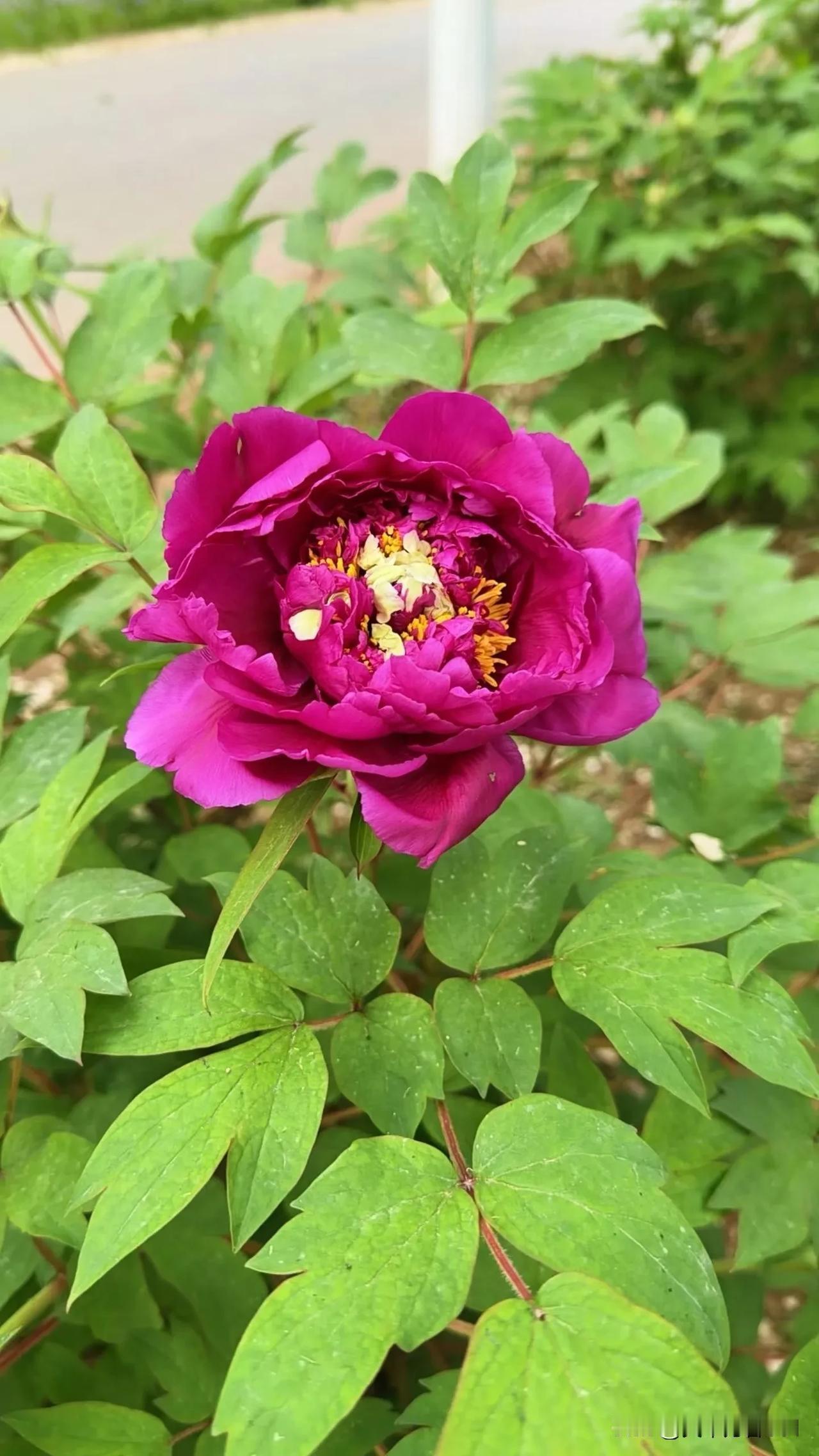 苏超为什么能火接地气，不做作。