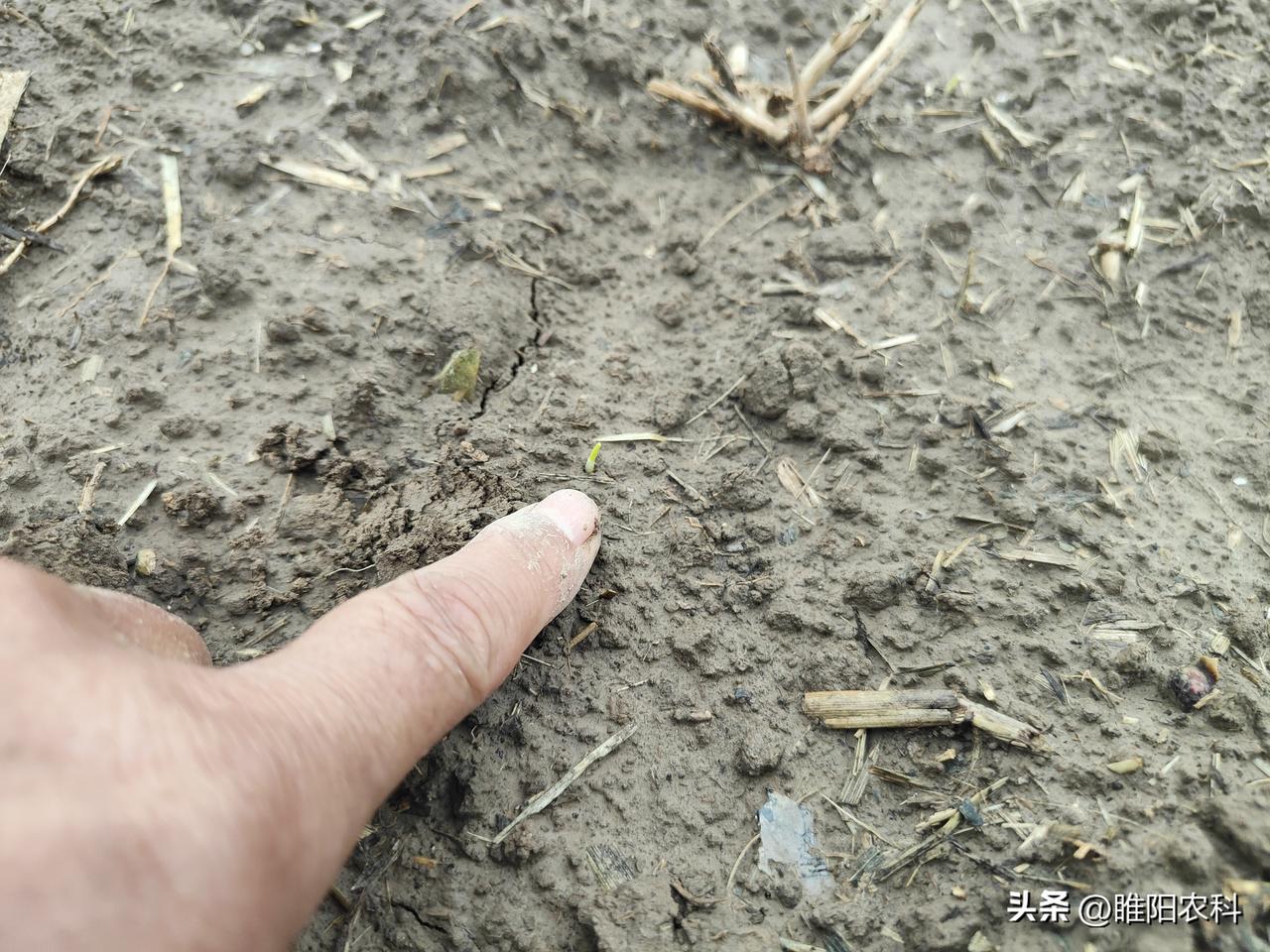 发生板结的小麦地块，又该怎样管理呢？
由于这次降雨强度大，土壤板结严重，许多已经