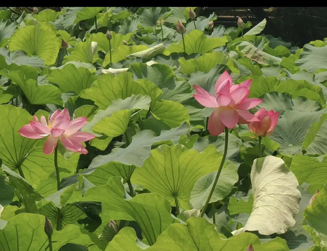 《二伏吃面，贴出个通透人生》

今日入二伏，骄阳似火，万物蒸腾。老话说“头伏饺子