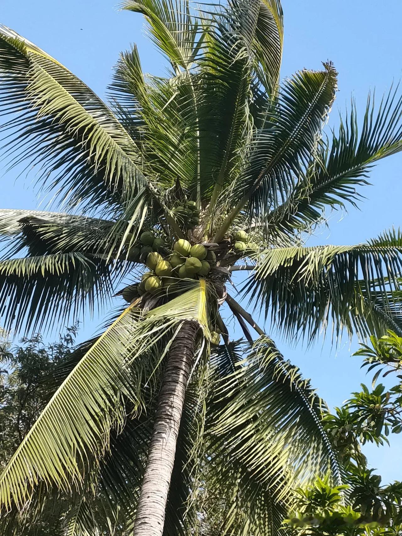 上次去海南玩，在路边碰到这棵椰子树，结的果子密密麻麻的。

我跟朋友打赌谁能猜中