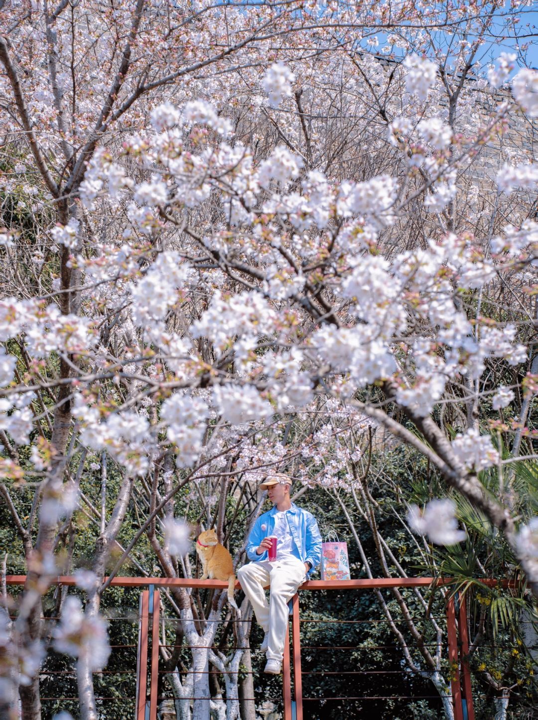 鸡鸣寺樱花开爆了‼️将会有一亿人来走花路🌸