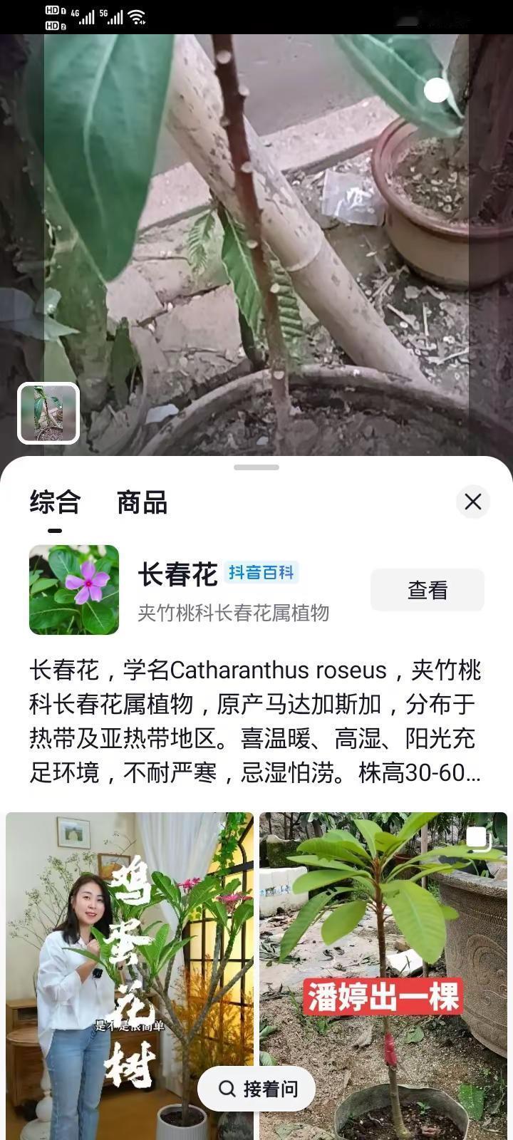 在某音网购结香，五个平台分辨啥植物都不是