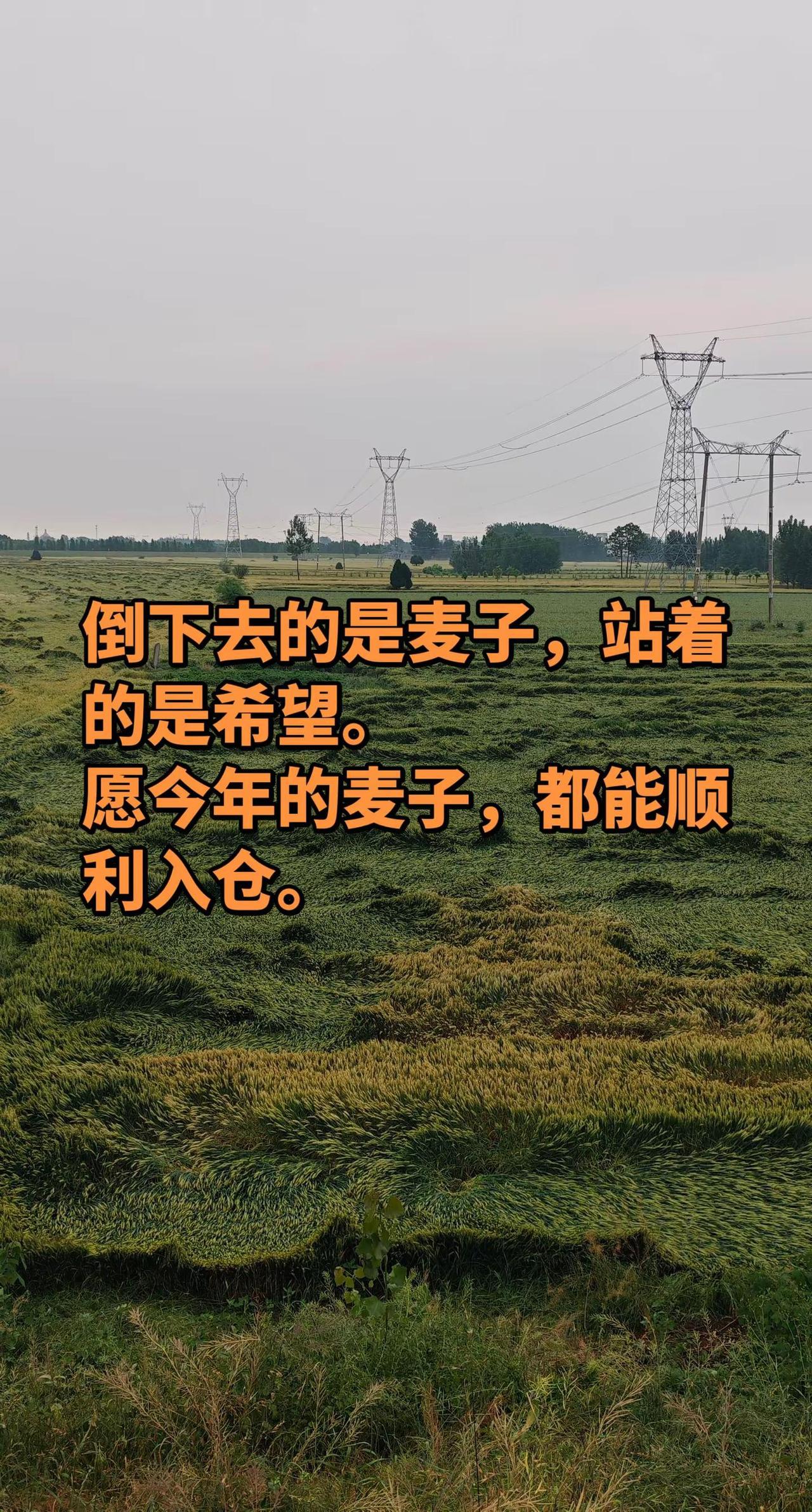 一场风雨，压倒了小麦站着的希望。