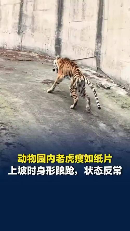 老虎的伙食钱去哪里？
四川隆昌动物园“纸片虎”引众怒，动物福利不该沦为空谈
 