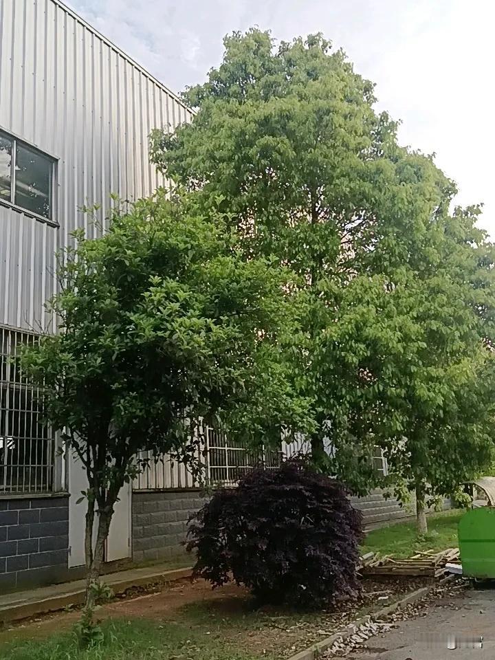 晒图笔记大赛 春日花开，简直是大自然给咱的绝美馈赠！就像三月的漫花庄园，珍珠绣线