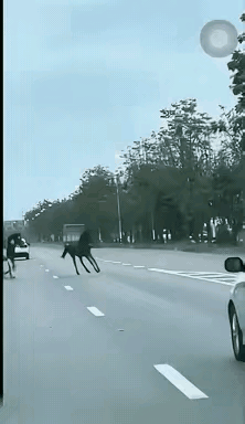 这种车祸，责任在谁？马可以随便上公路吗？马主人是否负有不可推卸的责任？轿车司机看