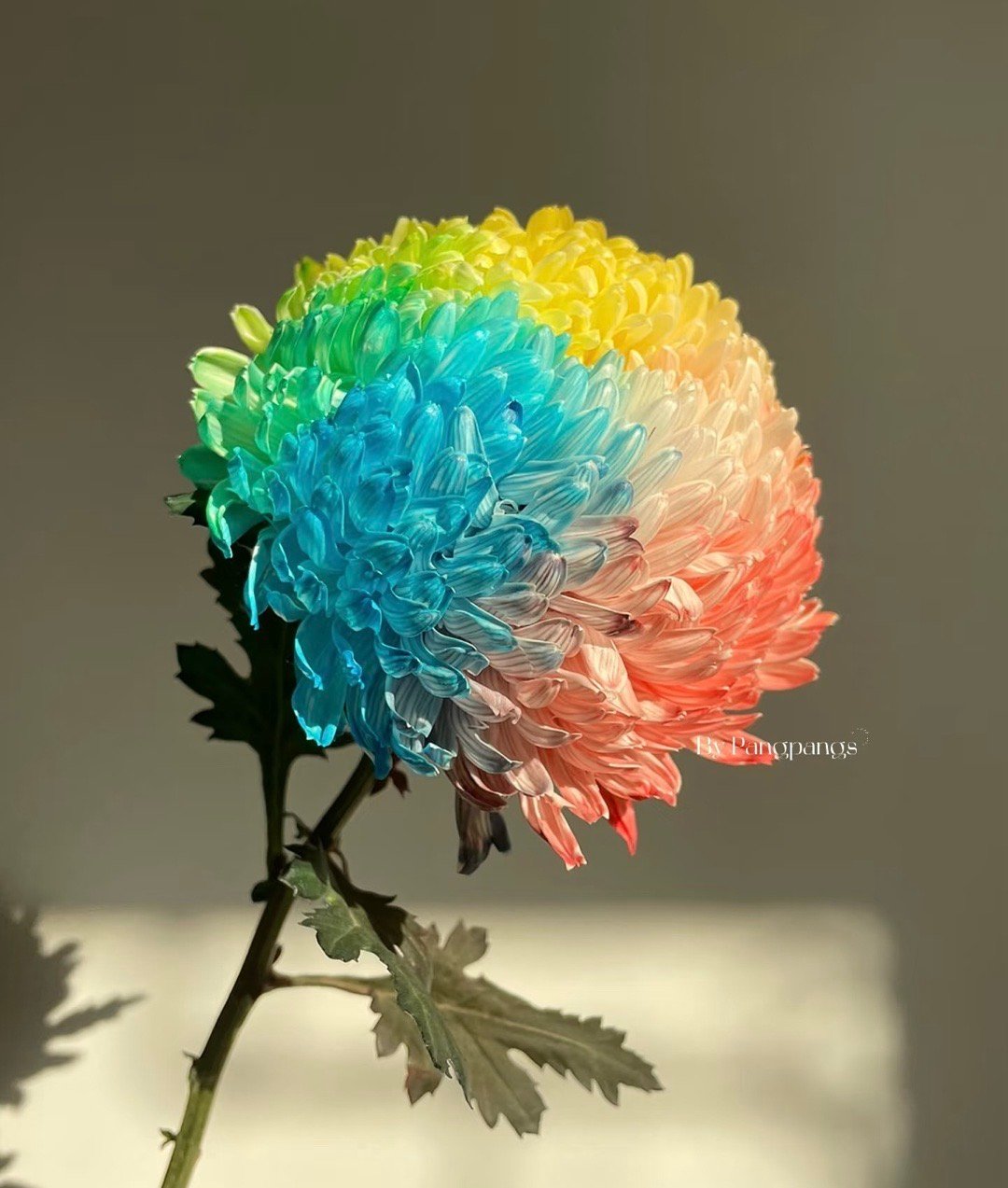 原来菊花也能染色 不是喷漆，是让花自己“喝”色。花茎一剪，颜色顺着导管往上爬，花