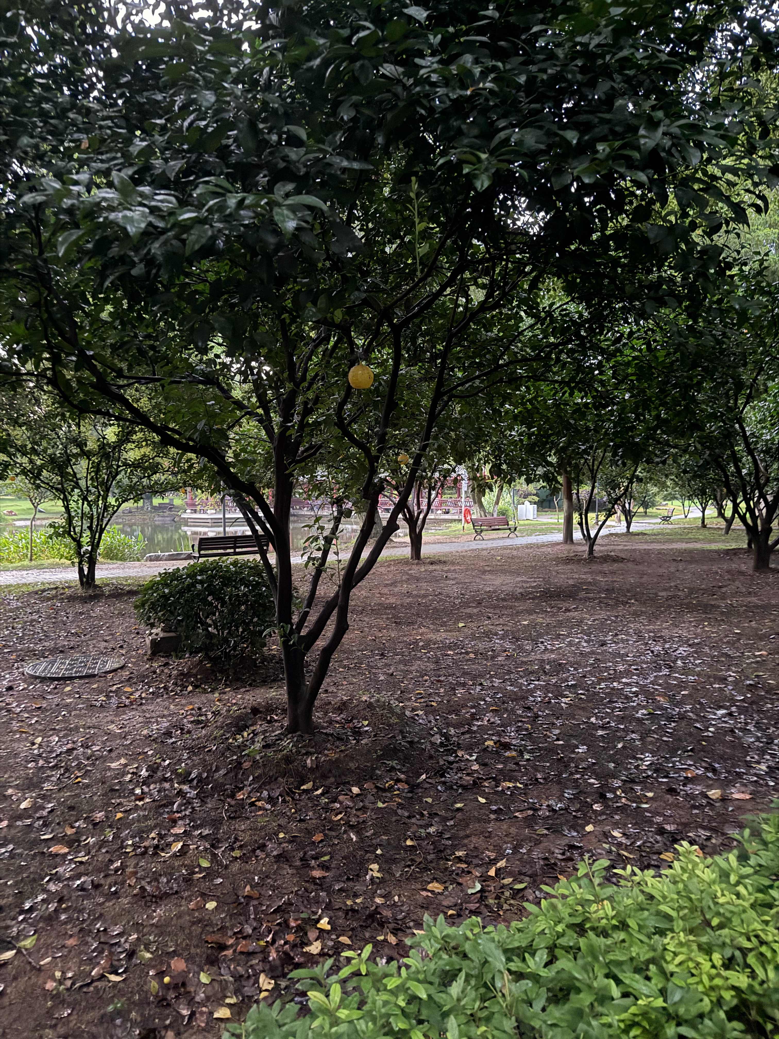 先生 又见面了 长沙·橘子洲风景名胜区