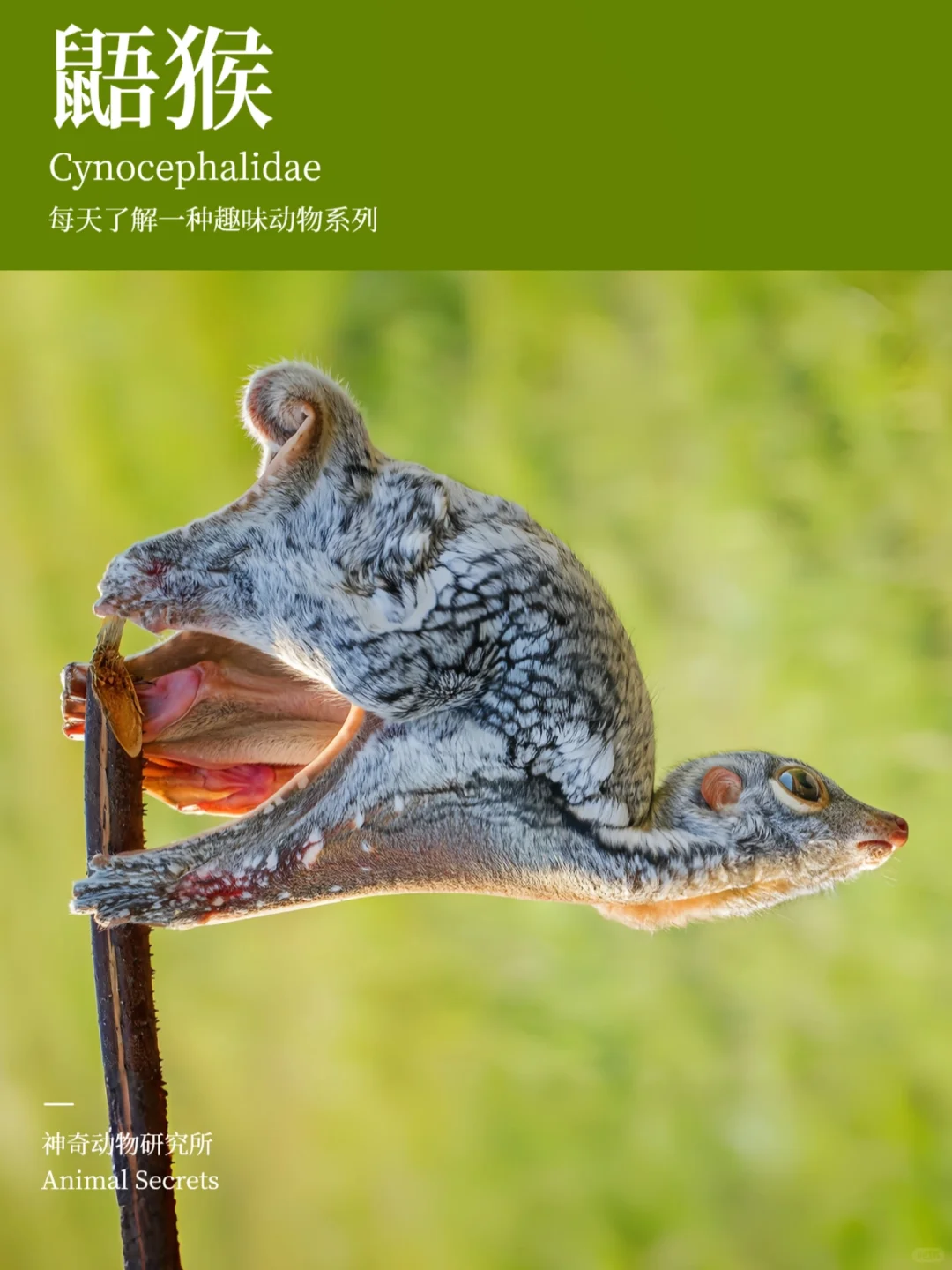 每天了解一种趣味动物👀鼯（wú）猴