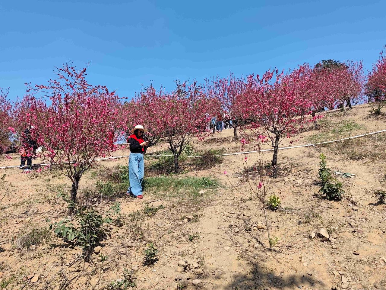我的今日状态：😁轻松愉快
我这里的天气：🌤️多云
大年初二，水濂山的桃花分外