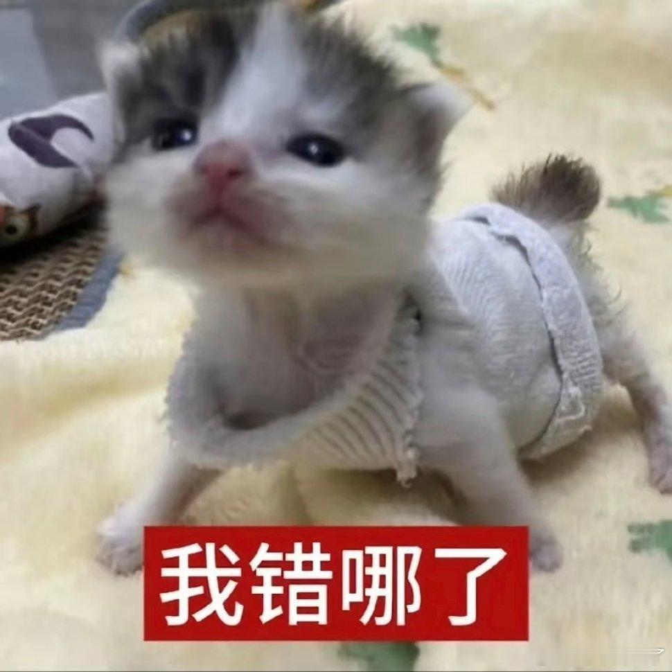 地球没有猫猫不能转！ 