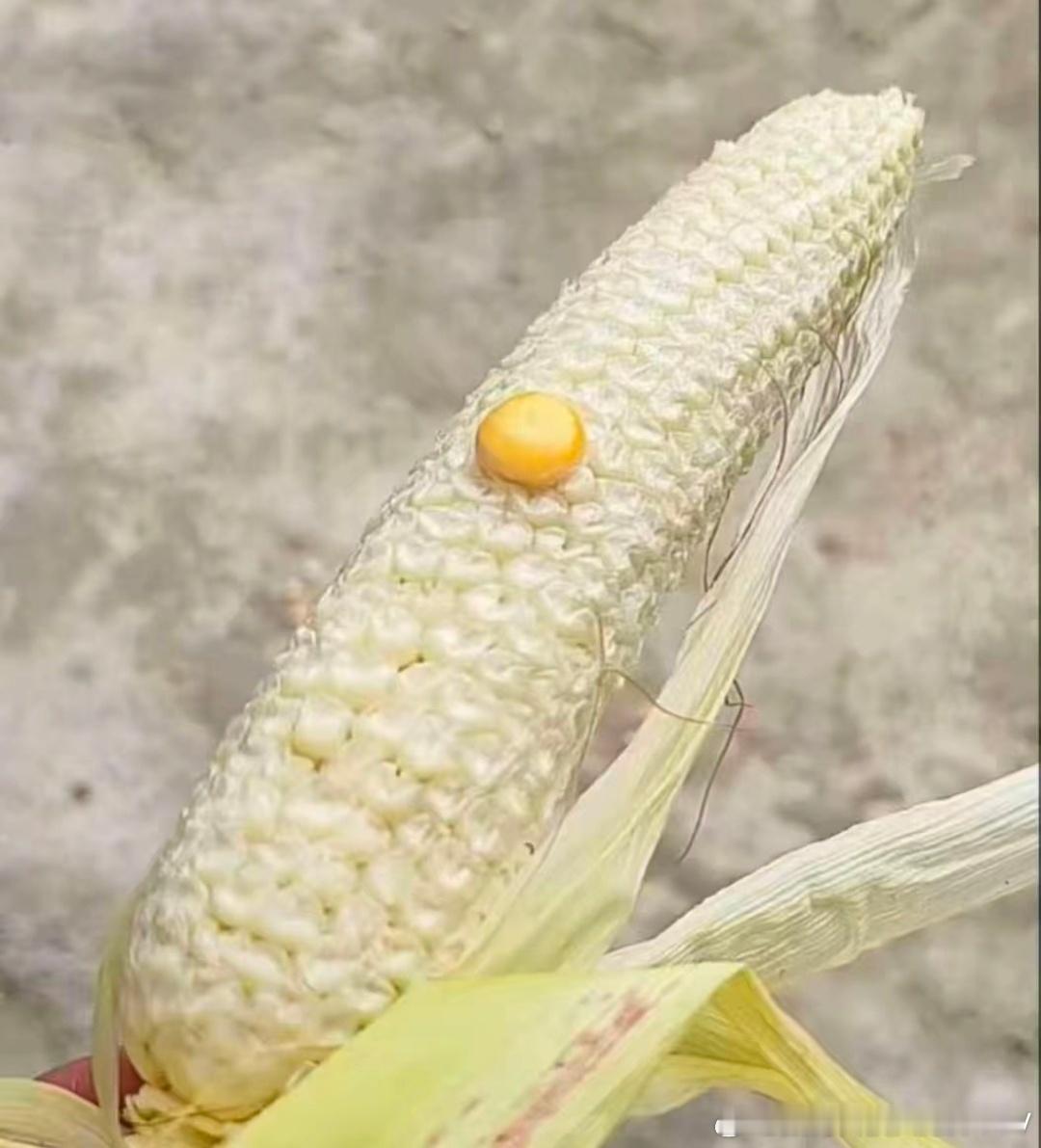 粒粒皆辛苦 