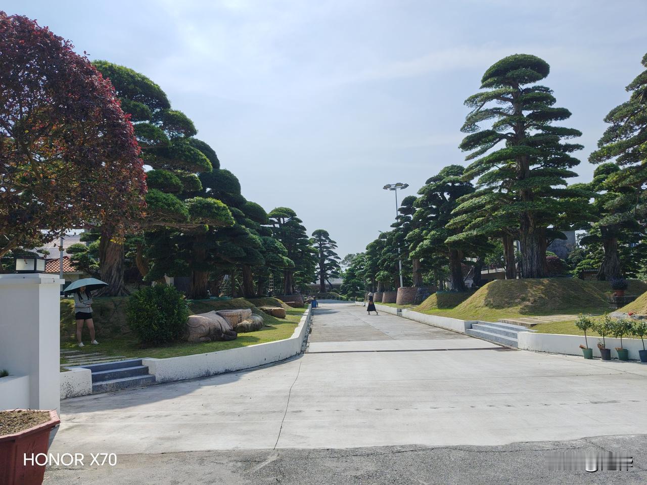 这个是顺德区陈村镇花卉博览园里面的罗汉树大道，罗汉树生长十分缓慢，这些待出售罗汉